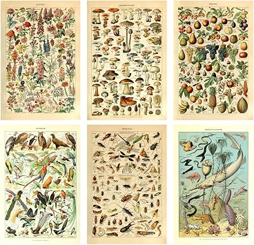Meishe Art Print Mushrooms Flower Floral Vintage Poster Fruits Insects Fishes Birds Animals Marine Life Botanical Wall Scientific Illustration Home Decor Breeds Species Identification Set of 6pcs