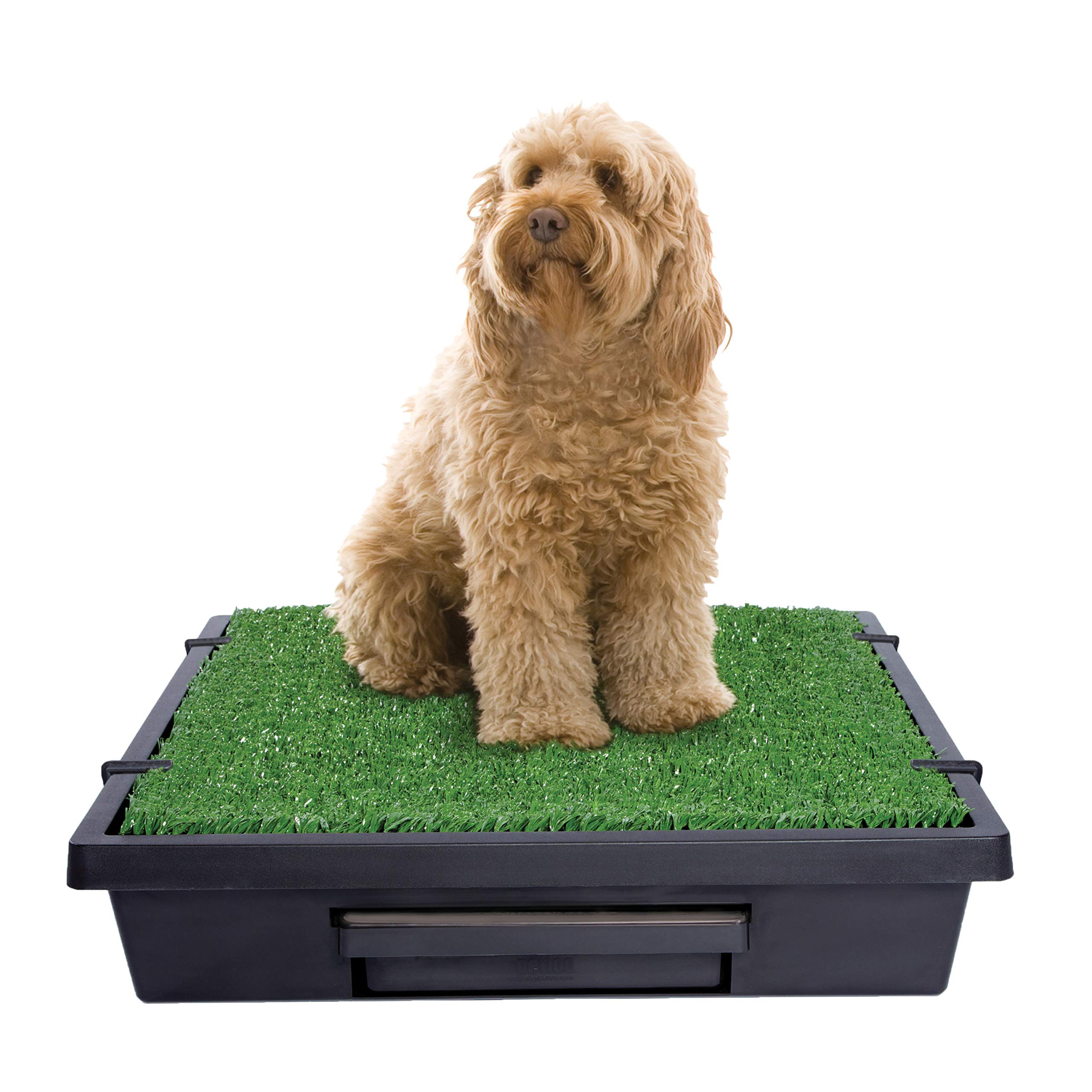 pet potty grass