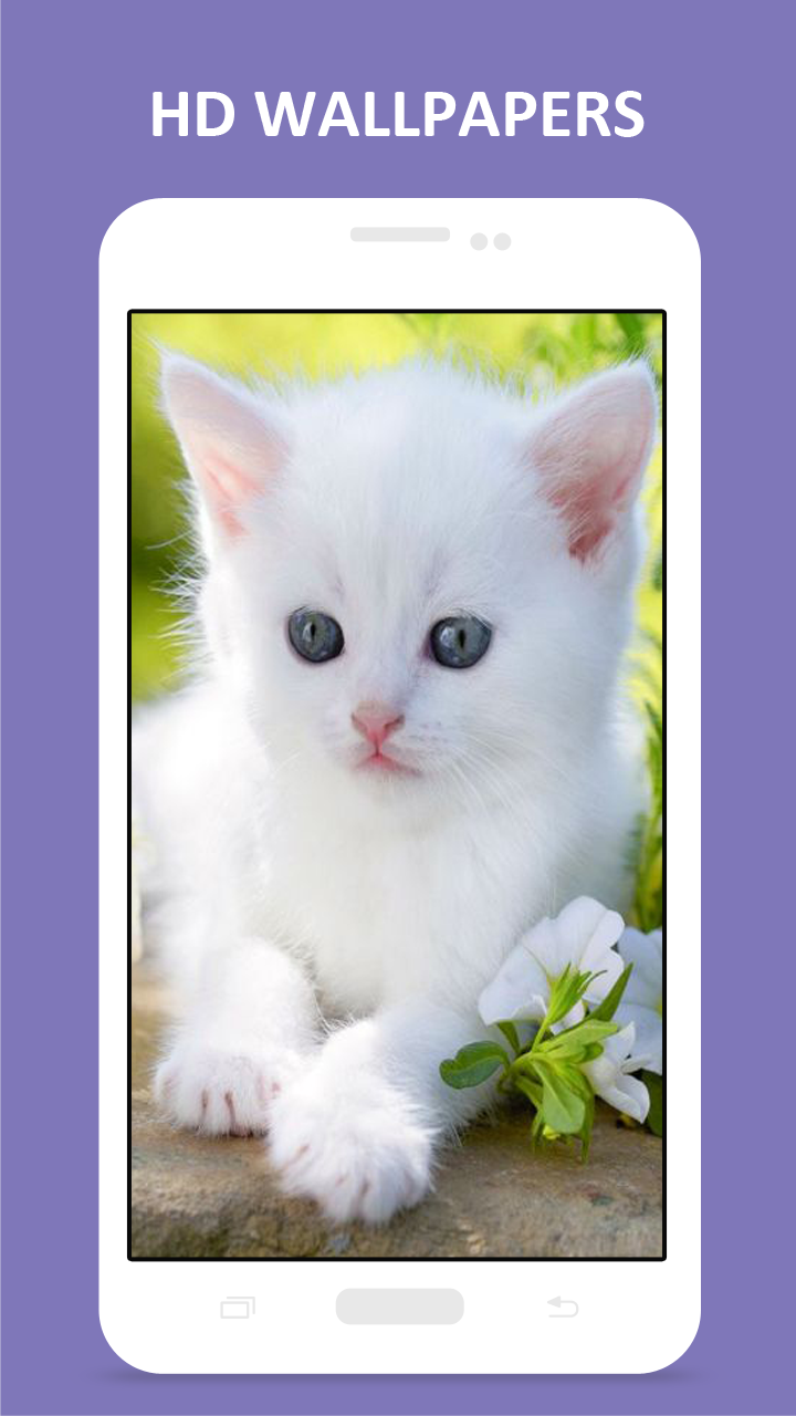 Cool Cat HD Wallpapers - App on Amazon Appstore