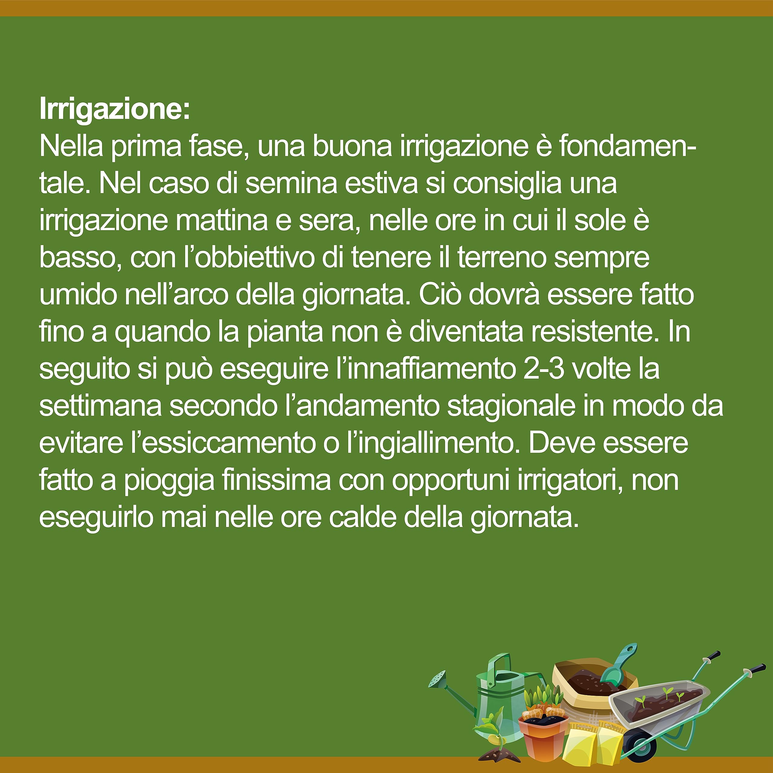 Il Contadino - Antiche Sementi | FESTUCA ARUNDINACEA | Césped, Apto para todos los lugares y tipos de suelo, excelente resistencia a la sequía, al pisado y al sombreado (5 kg)