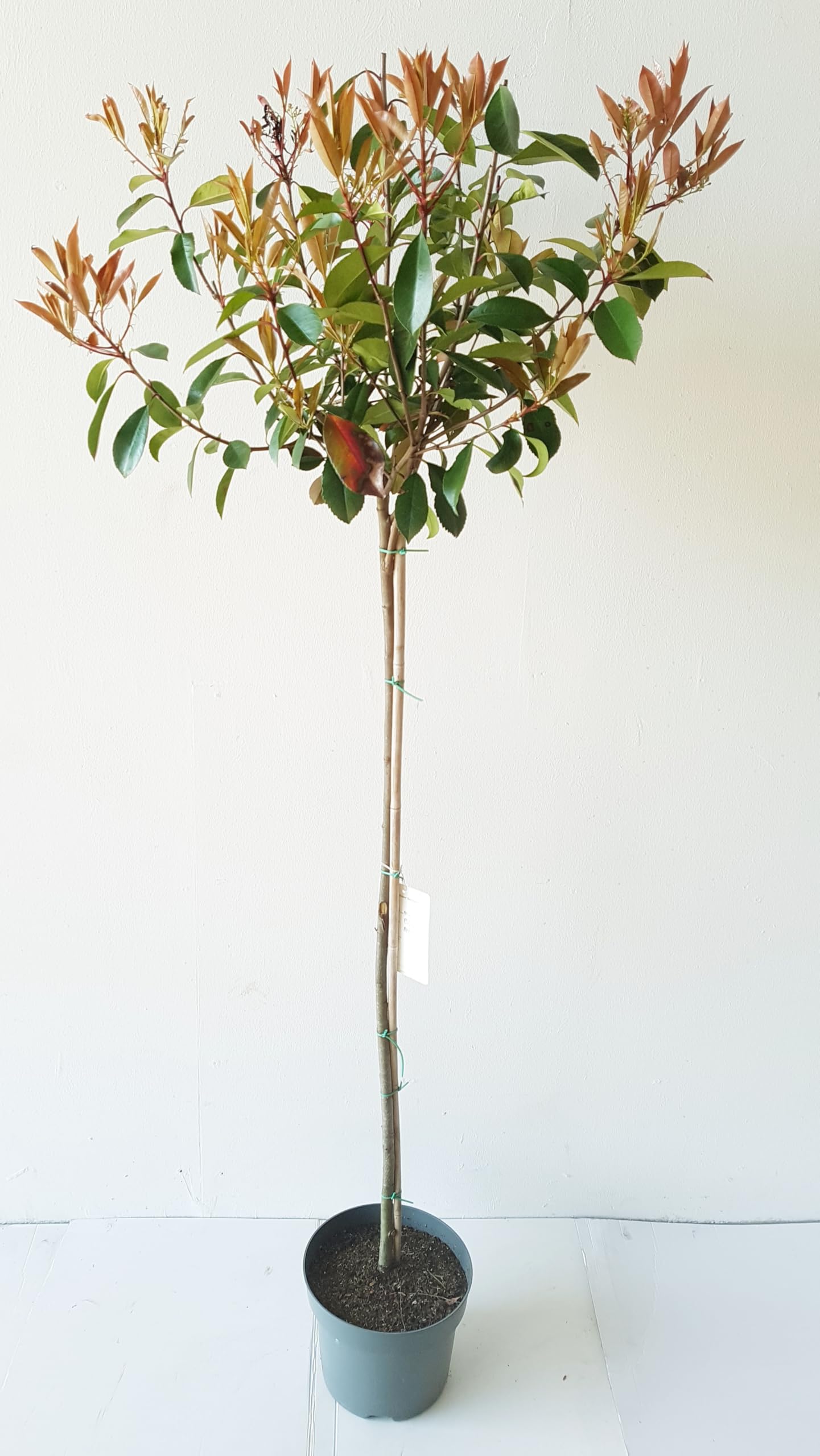 hedera helix plant Hedera helix White Wonder - English Ivy - Hanging Plants | Hortology