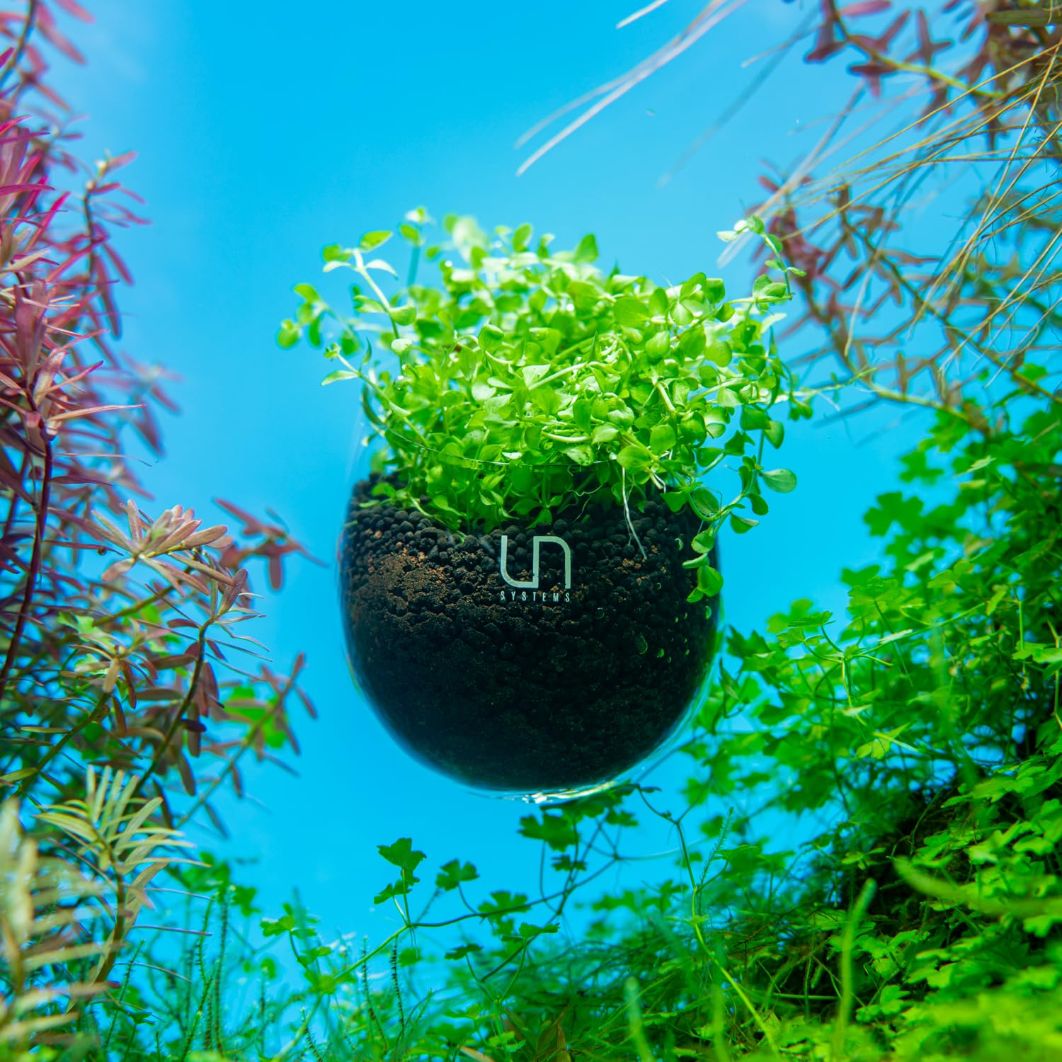 Ultum Nature Systems Glass Cup - Glass Plant Holder/Coral Isolation for Aquarium, Fish Tank Planter, Aquatic Plant Pot w/Clear Suction Cups, Hanging