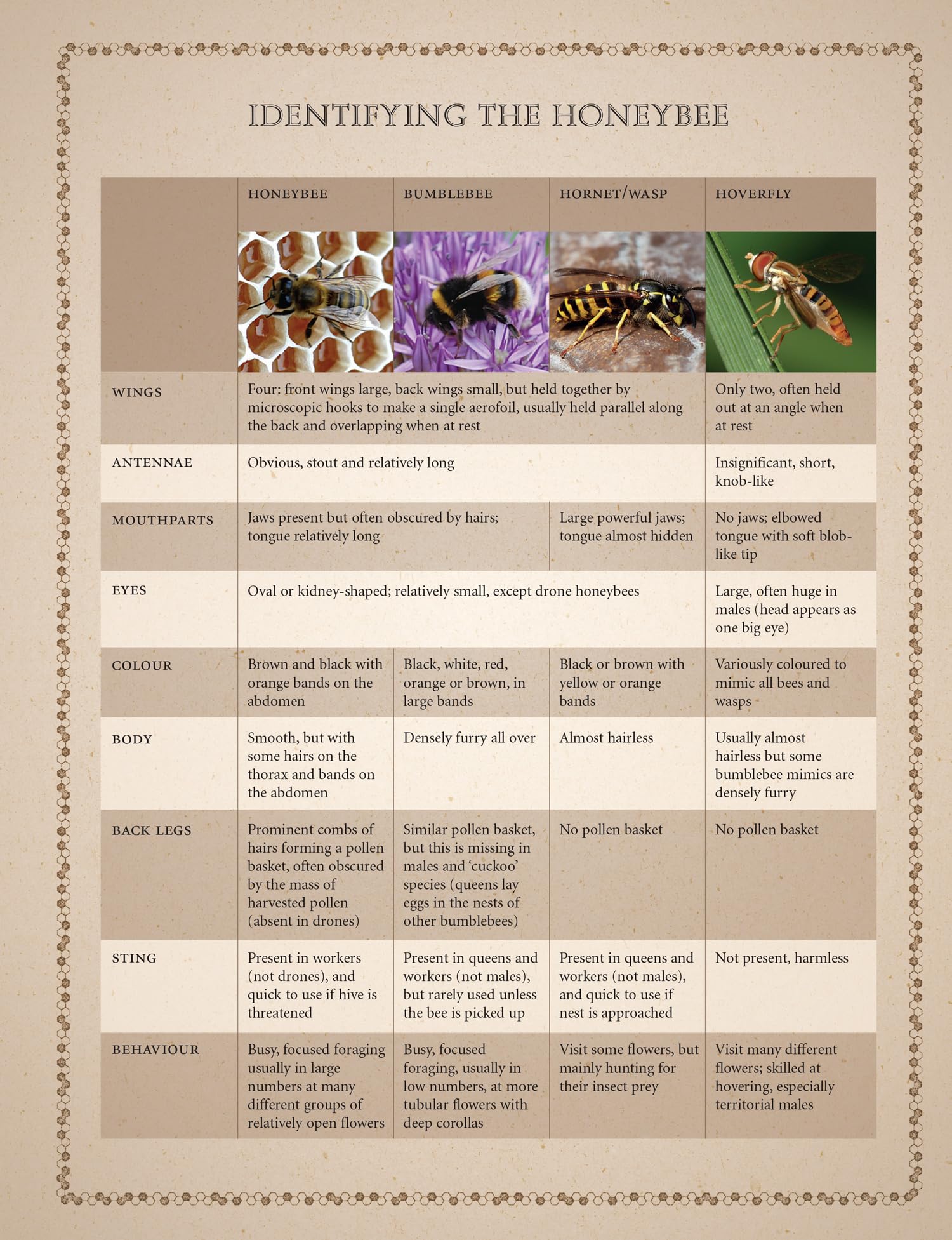 Collins Beekeeper’s Bible: Bees, honey, recipes and other home uses