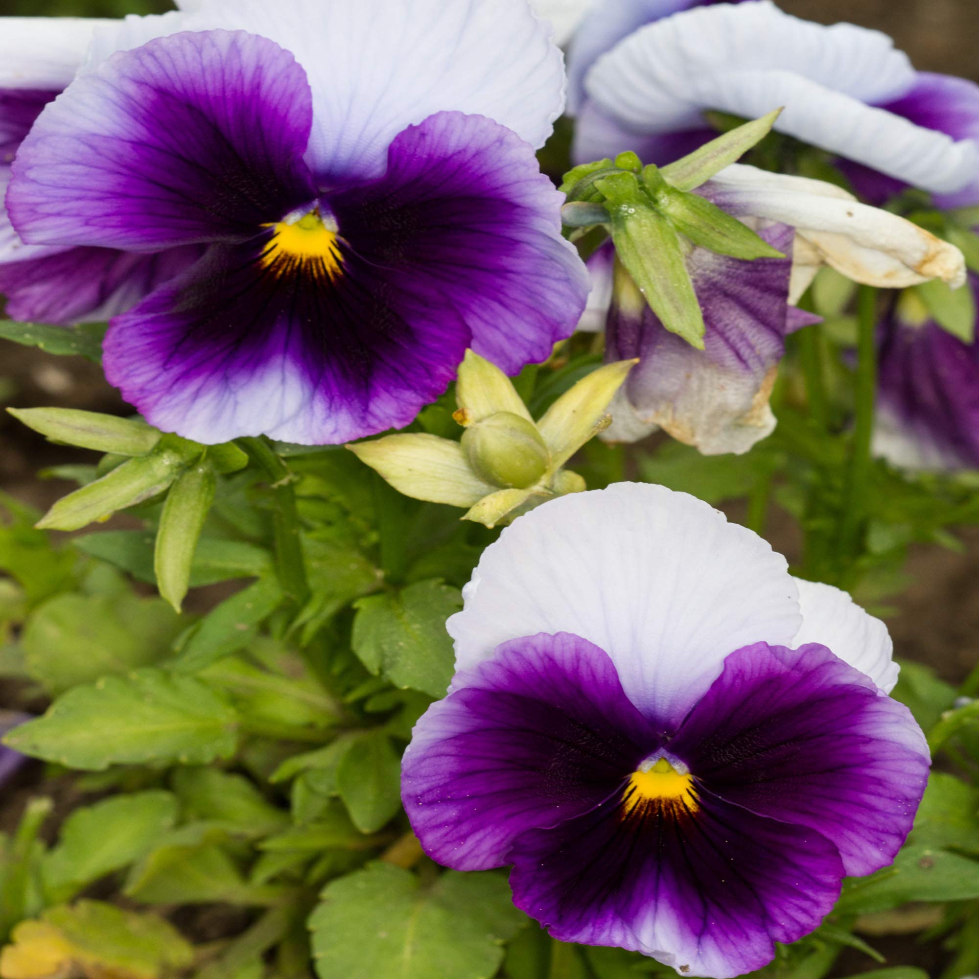 Buy online here Pansy Beaconsfield Bedding Plant 6 Pack Garden Ready Plants With the latest