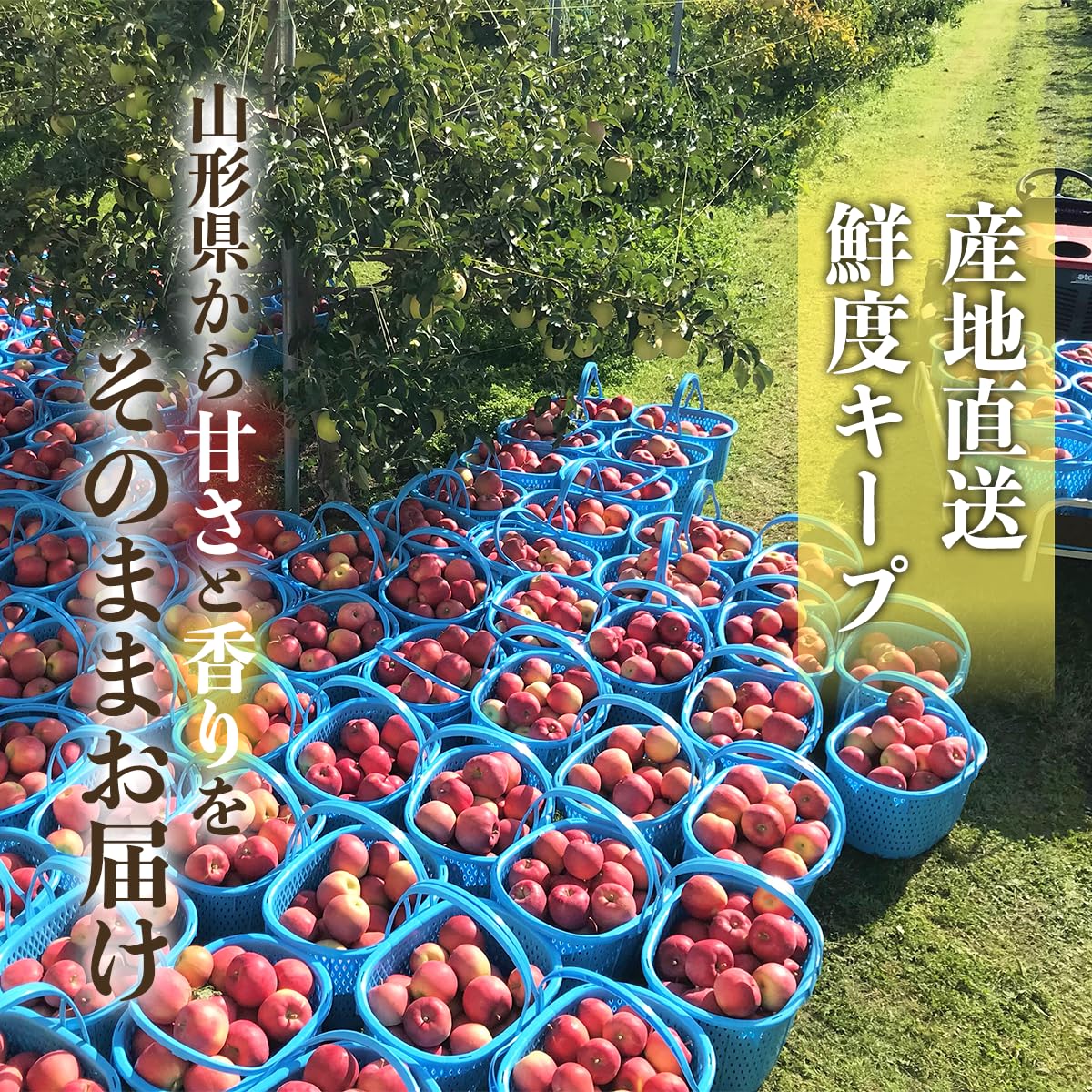 Amazon.co.jp: りんご 訳あり 5kg (13～20玉) 山形県産 サンふじ
