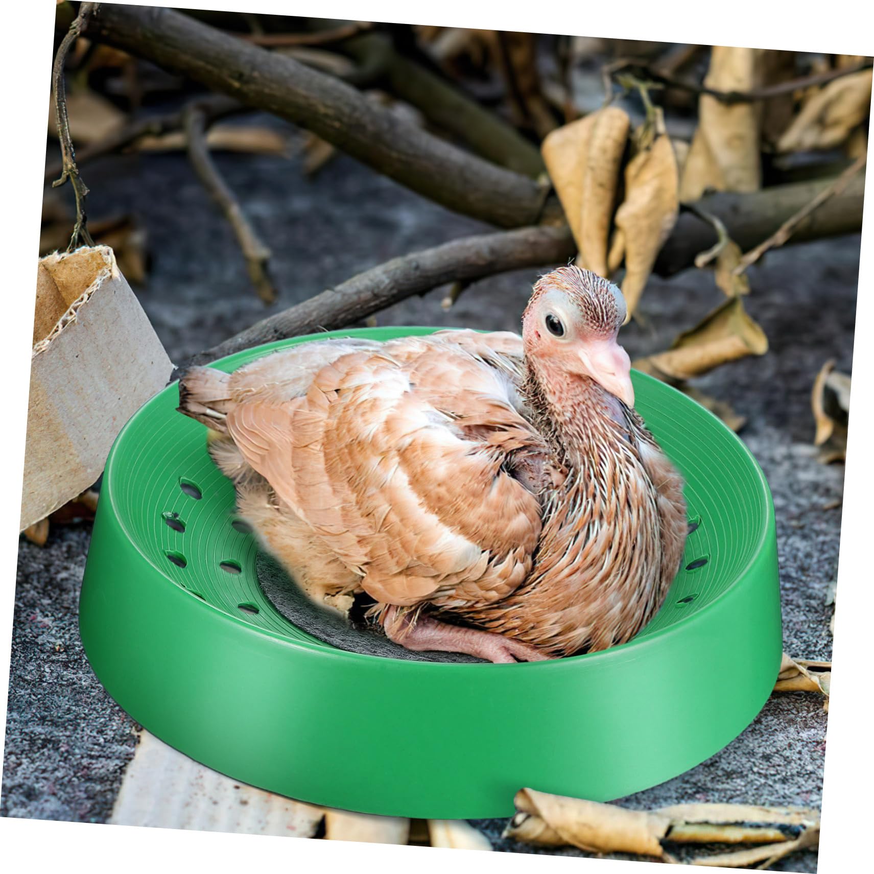 Cabilock 10 Piezas Caja Nido De Palomas Criadero De Aves Forro De Jaula De Pájaros Estera De De Cría Cajas Nido De Pollo Loro Paloma Suministros Pañales De Pollo Terrario Cola Larga