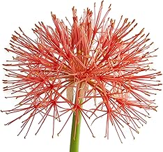 Fangblatt - seltene Blutblume Scadoxus multiflorus, blühfähige Zwiebel aus Südafrika