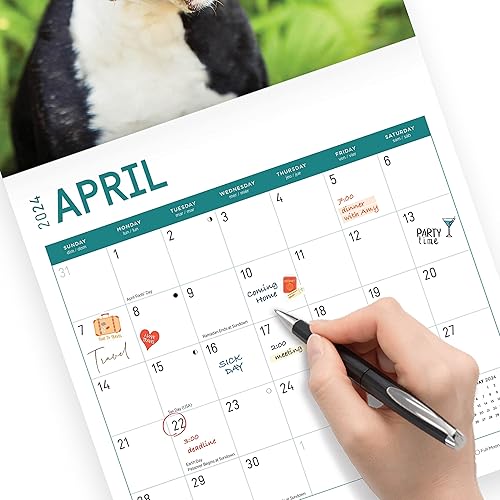 Miniatura 5 de Bright Day - Calendario mensual de pared 2024 de Boston Terriers, 12 x 12 pulgadas