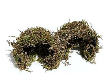 Land Snail Terrarium Kit + 50% Discount for Live Snails