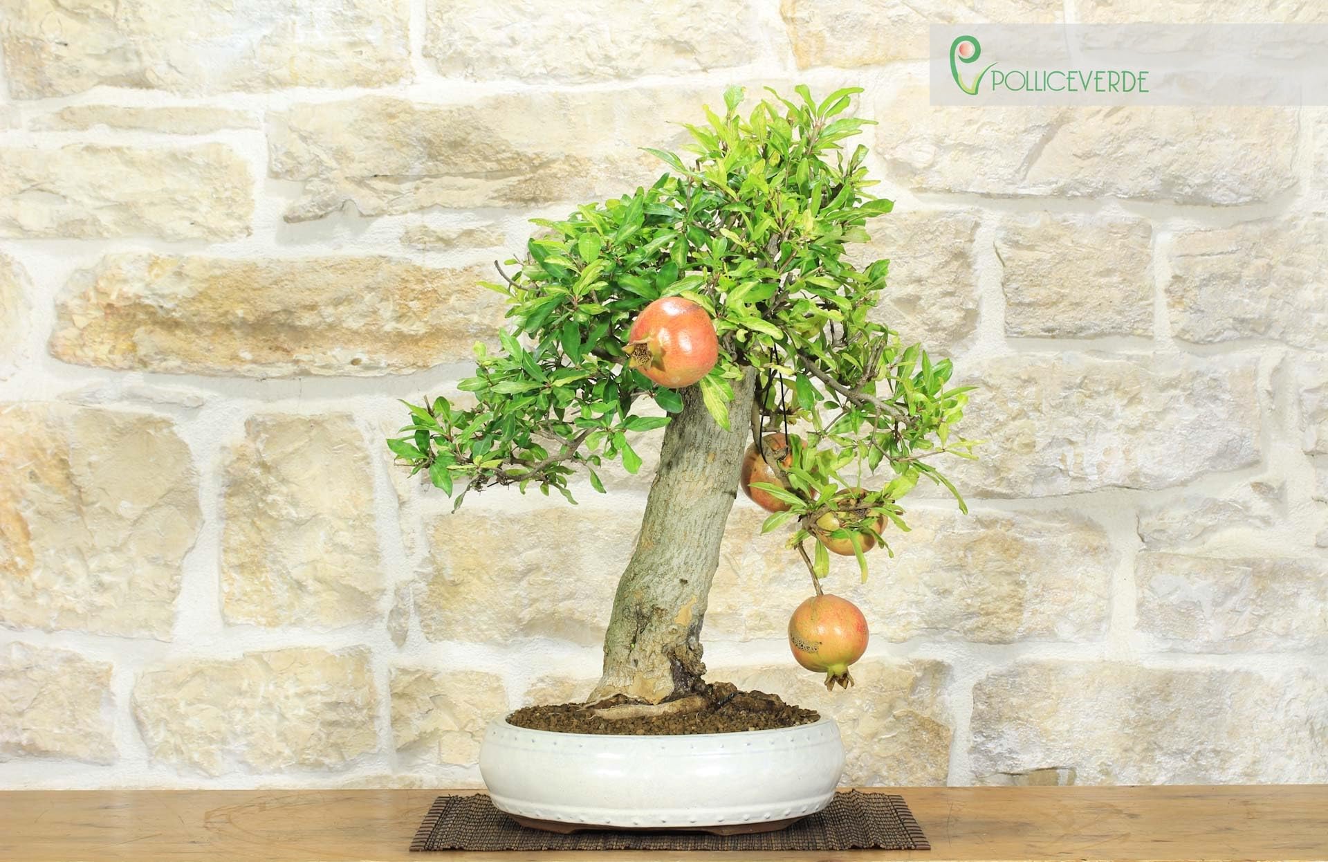 Bonsai di Melograno (136)