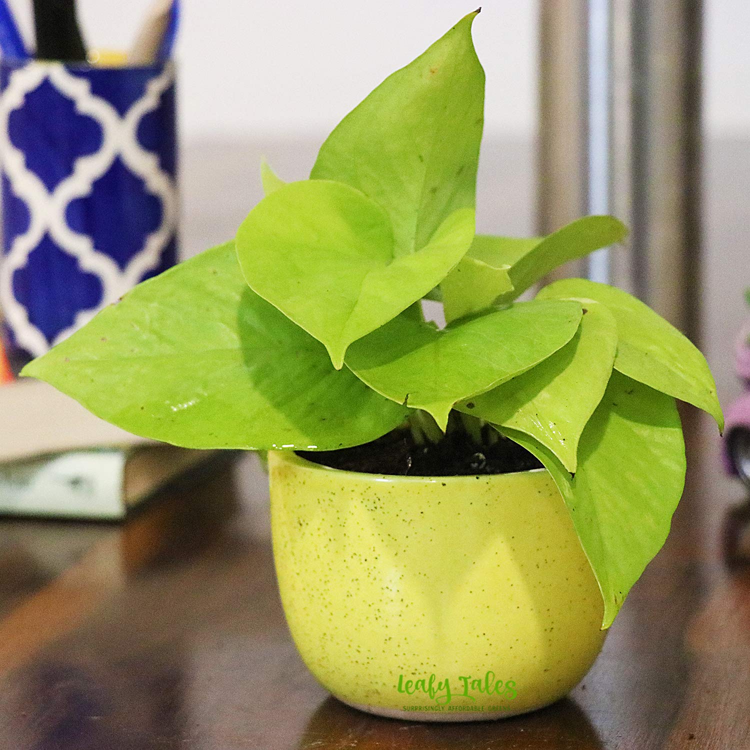 See full amazon price history chart for Leafy Tales Golden Money plant in Yellow Ceramic Pot Leafy Tales Golden Money plant in Yellow Ceramic Pot (B09GK3Q1H2) Amazon Price History, Amazon Price Tracker