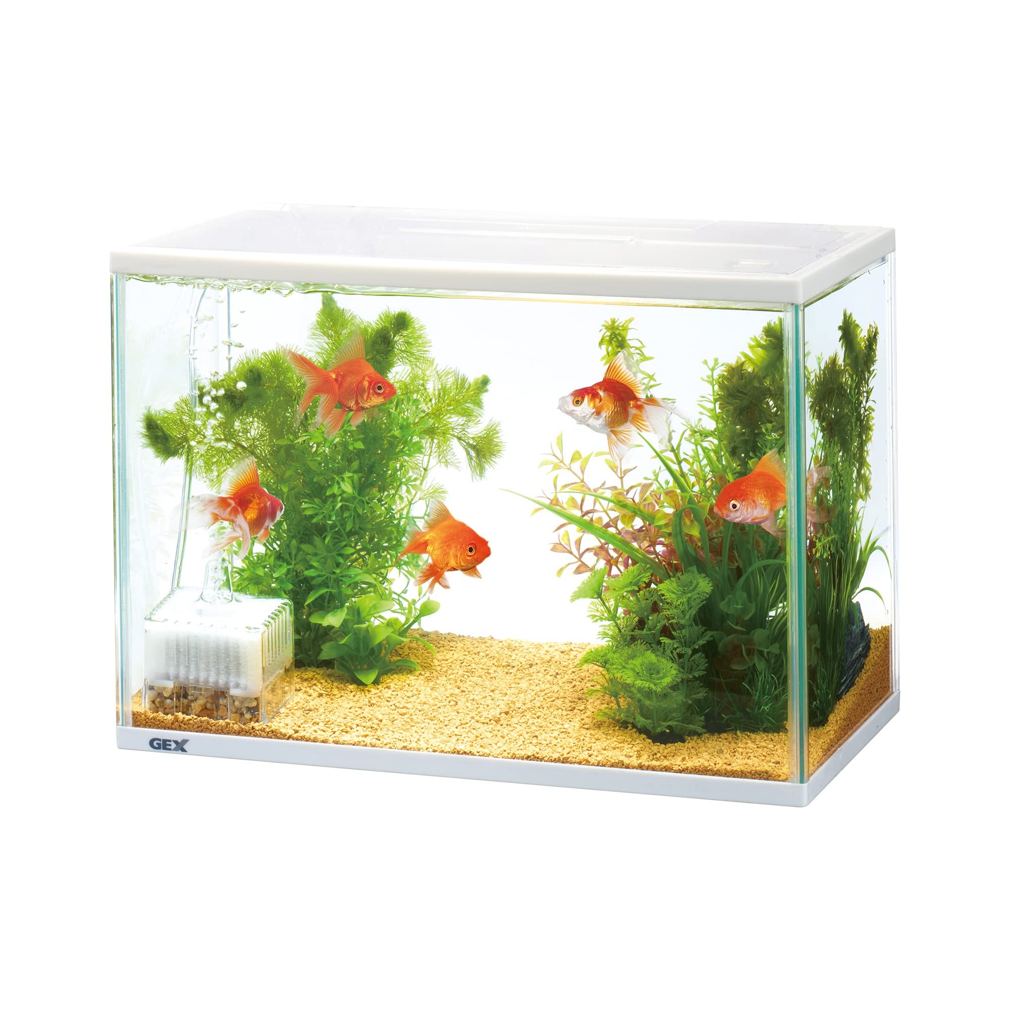 Amazon.co.jp: GEX 金魚元気 ぶくぶく水キレイセットL 初めて