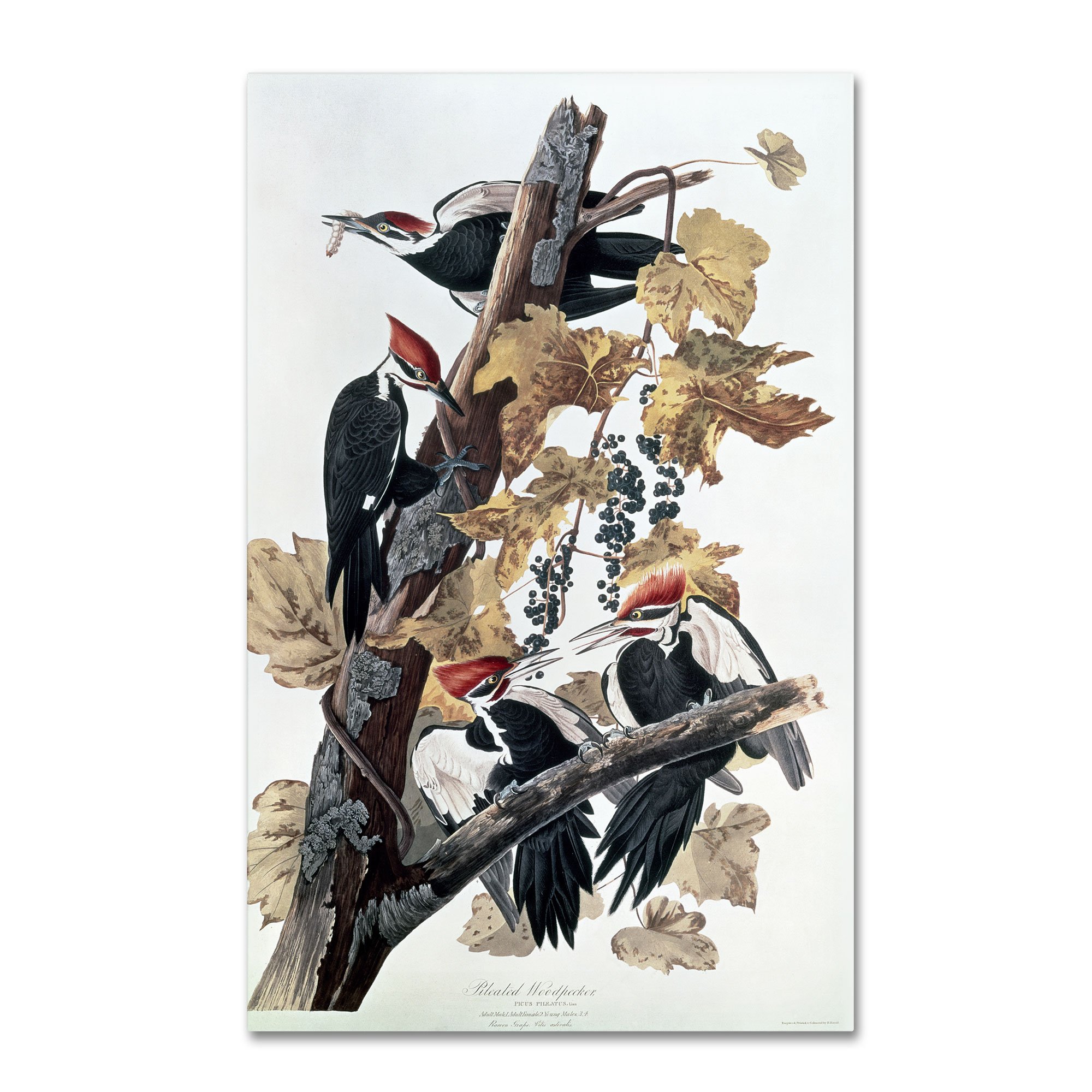 Trademark Fine Art Pileated Woodpeckers Artwork by John James Audubon, 12 by 19-Inch