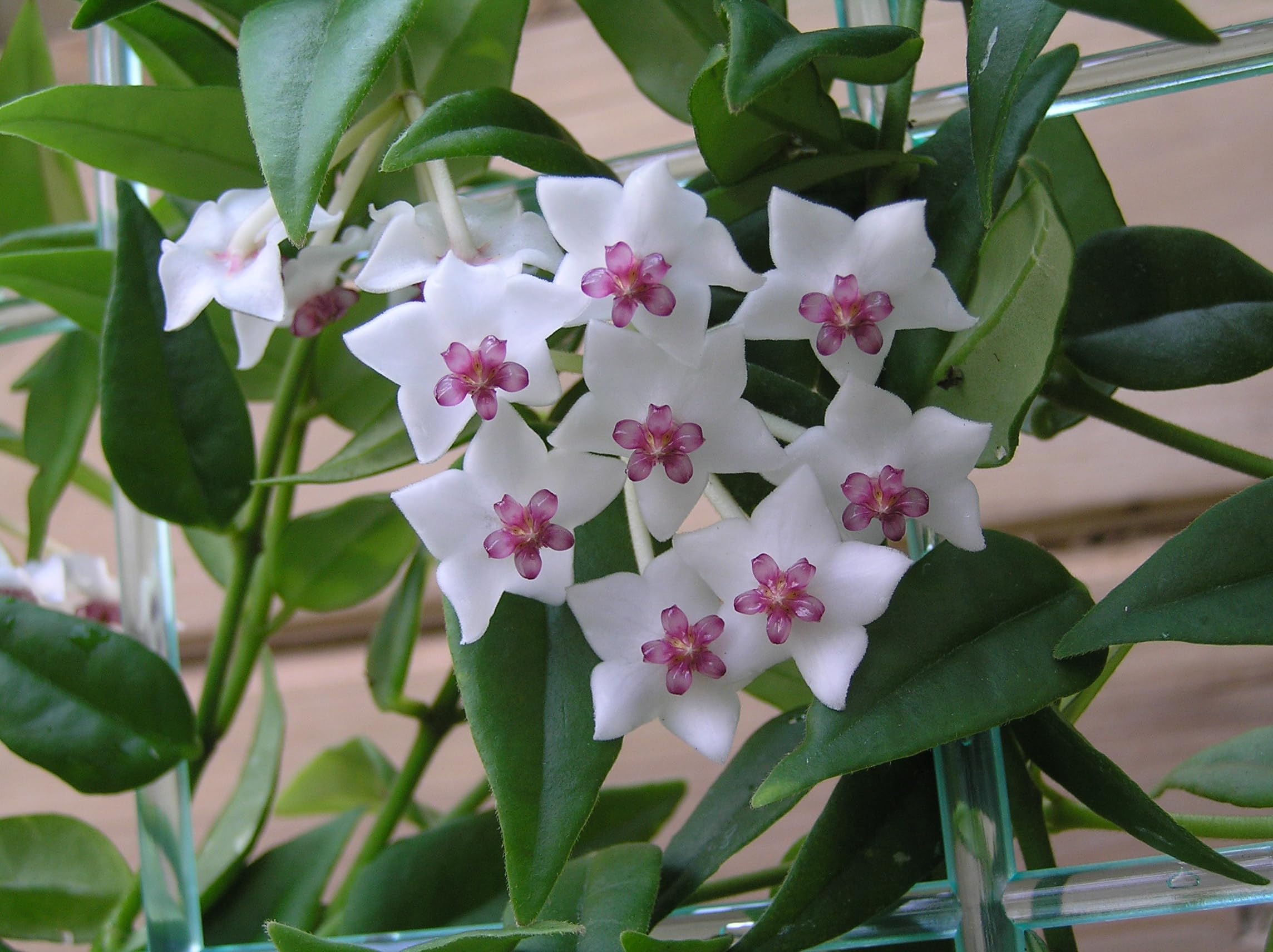 Wax Flower Hoya Plant Hoya Bella Plant Indoor House Plant in 12 cm Pot