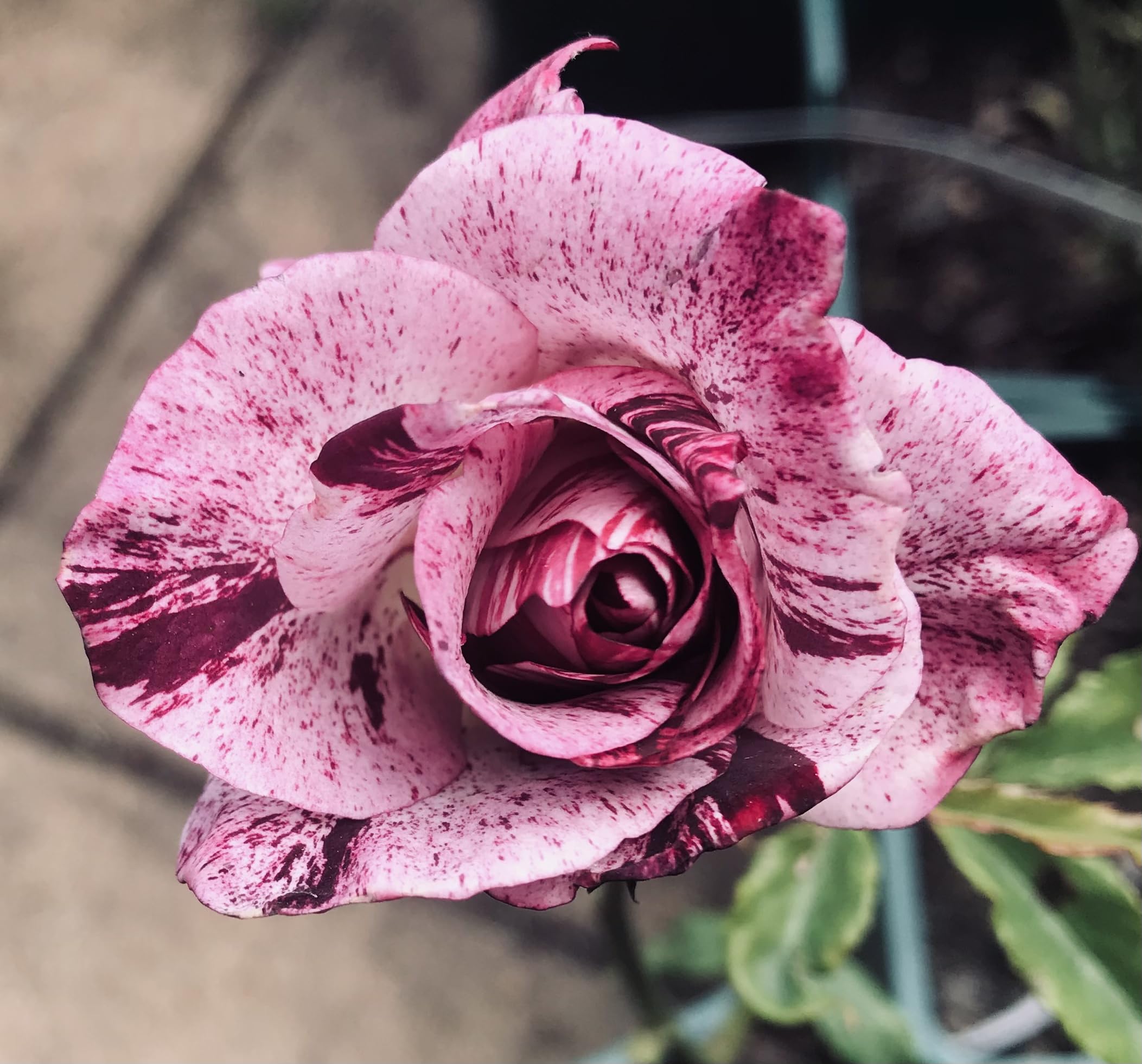 Purple Tiger Floribunda Bush Rose Plant in A 3 Litre Pot- Gorgeous Stripe Rose