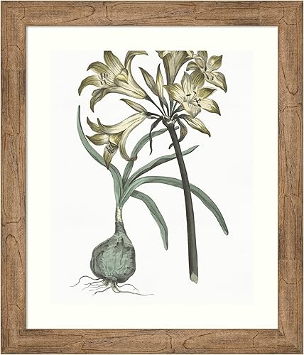 Amanti Art Framed Wall Art Print 28x24 Vintage Floral I on White by Wild Apple Portfolio, Flowers Wall Art, Vintage Decor, Medium Poster Painting