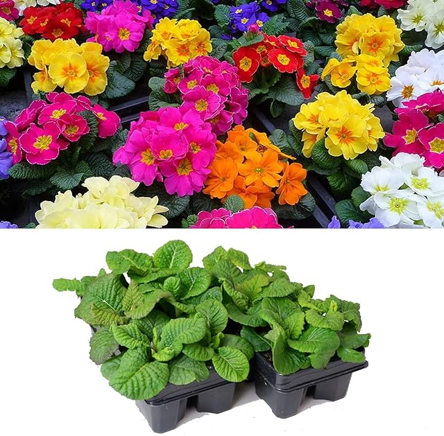 Primrose Plants Mixed Colours 12 Pack - 2 Trays of 6 Plants - Add Colour During The Winter Months (12 Plants)