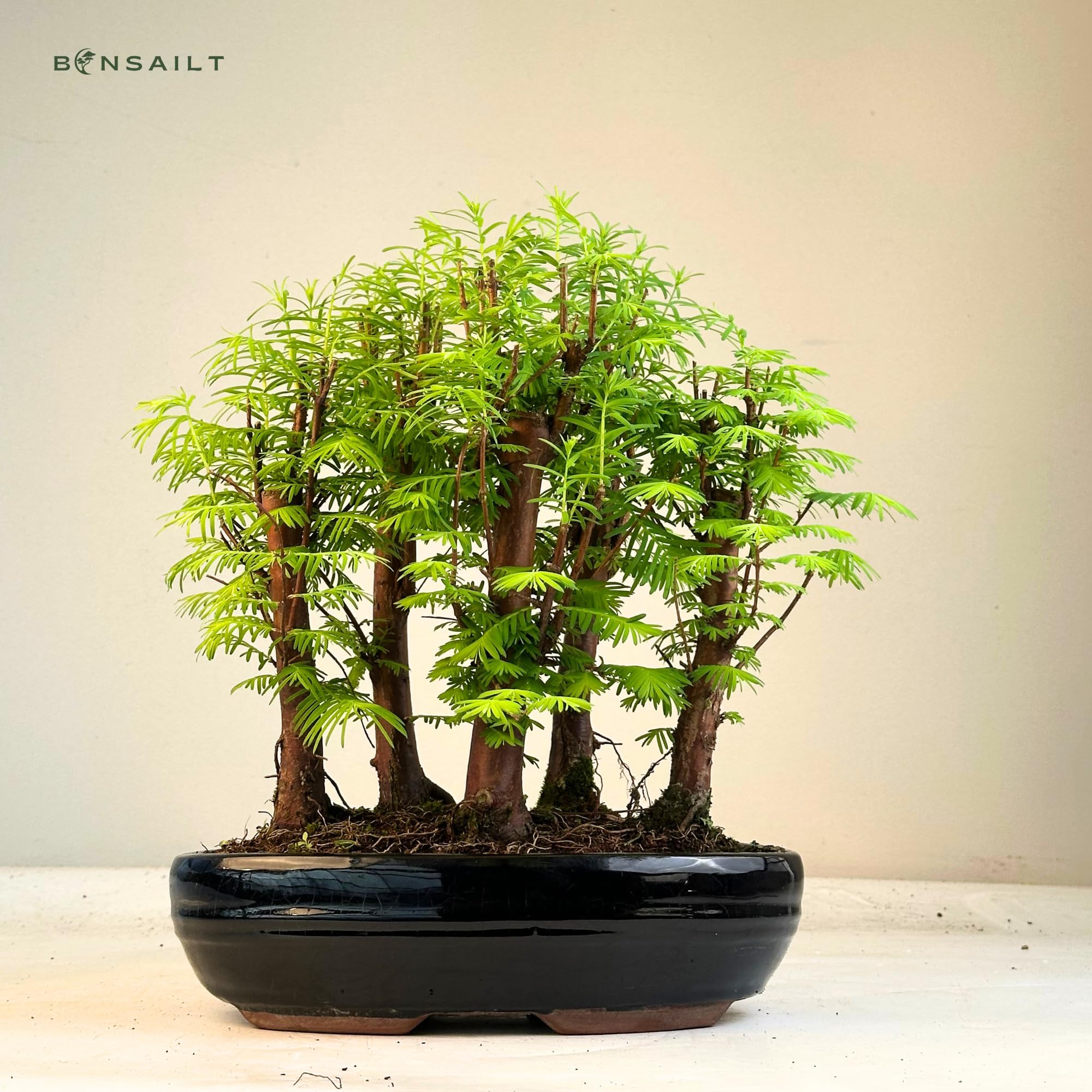 dracena margenata Dracaena marginata 'Colorama' (6
