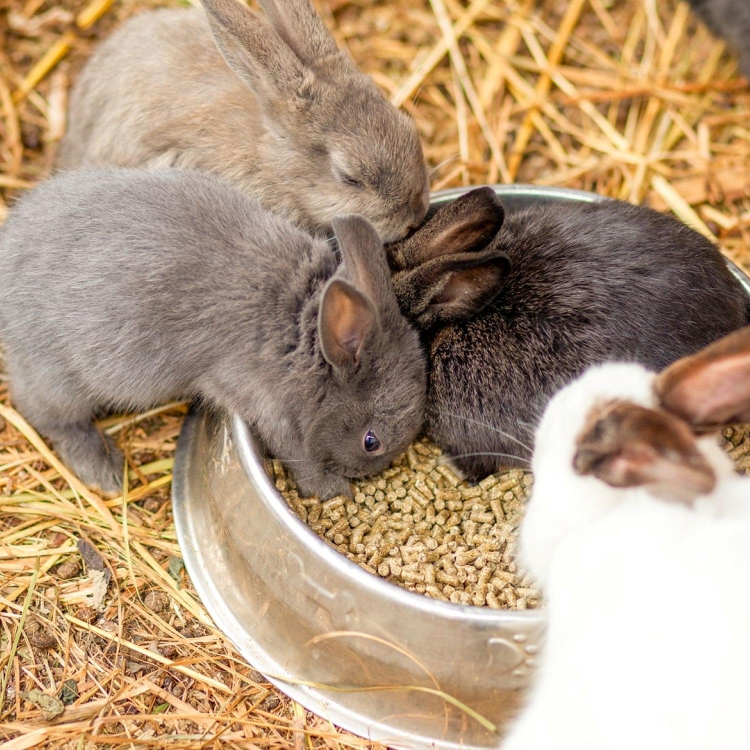 Blue Mountain Hay Bio-Strohhalm (11,3 kg), natürlicher Tier-Strohhalm für Meerschweinchen, Chinchillas, Kaninchen, Hamster, Hühner, Wildkatzen und Hühnerstall, Haustier-Strohhalm, Haustier-Strohhalm