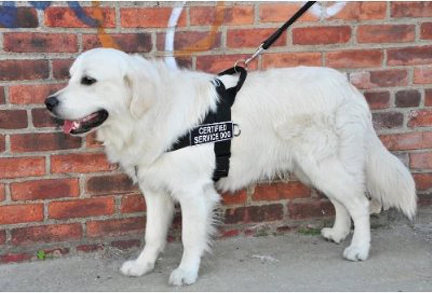 Dean & Tyler Universal Dog Harness, X-Small, Black with Certified Service Dog Patches