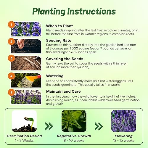 Miniatura 4 de Outsidepride Blue Sage Salvia Farinacea Semillas de plantas silvestres - 5000 semillas