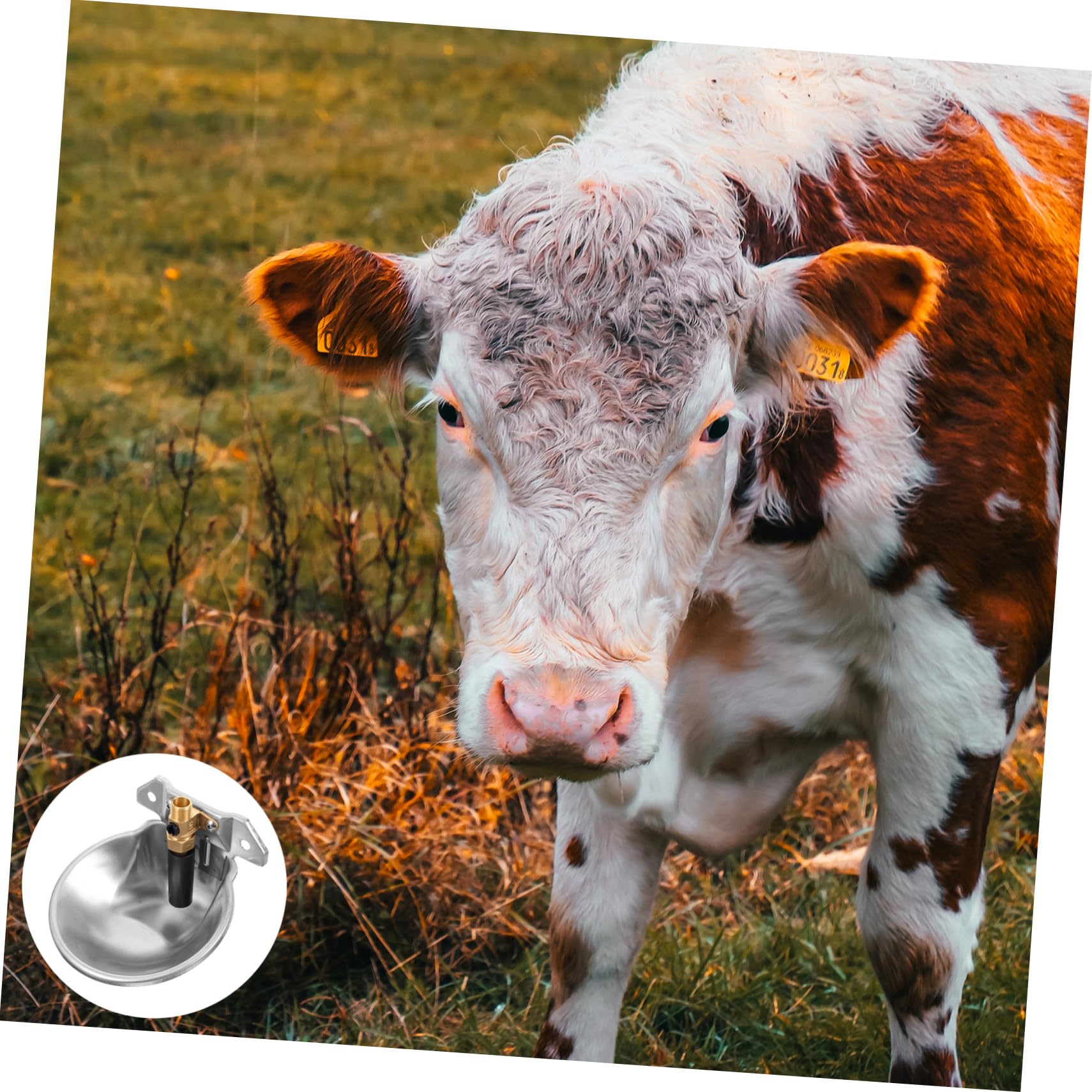 Abreuvoir Automatique Inox pour Bovins et Ovins Bol Eau Anti-éclaboussures Régulateur Niveau Eau Constant Résistant et Facile à Nettoyer pour Élevage Agricole