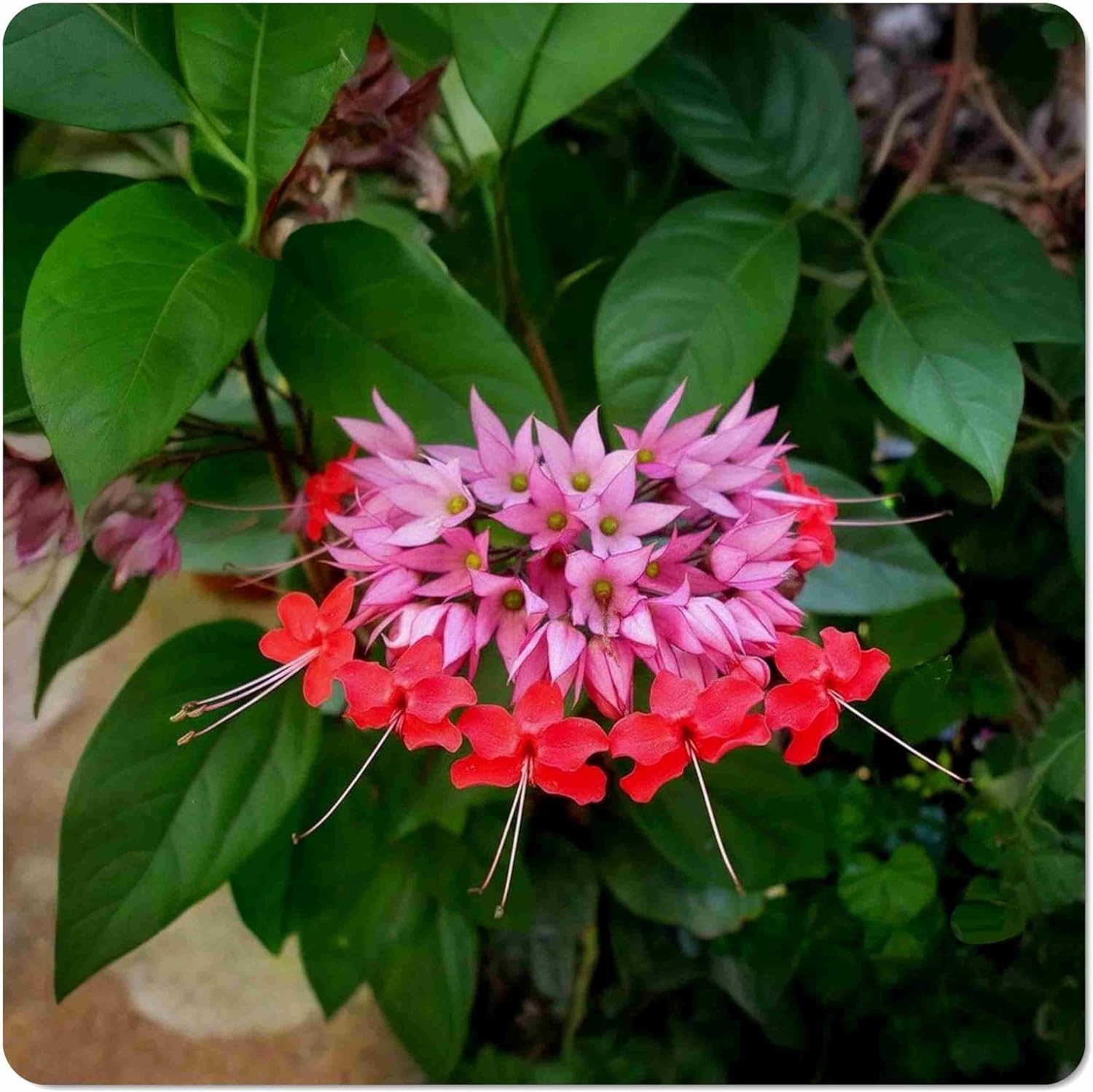 Red Bleeding Heart Vine- Clerodendrum Hybrid - Live Plant - Unusual Pink Maroon Shade Flower - 8-12 Inches Long - 4 Inch Pot