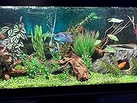 Review Image by Jennifer Dowling Jennifer Dowling