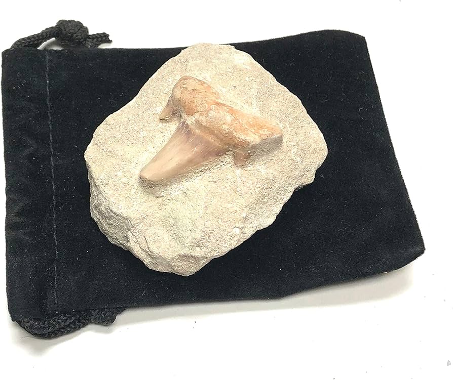 Amazon.co.jp: Zentron クリスタルコレクション サメの歯 石の化石