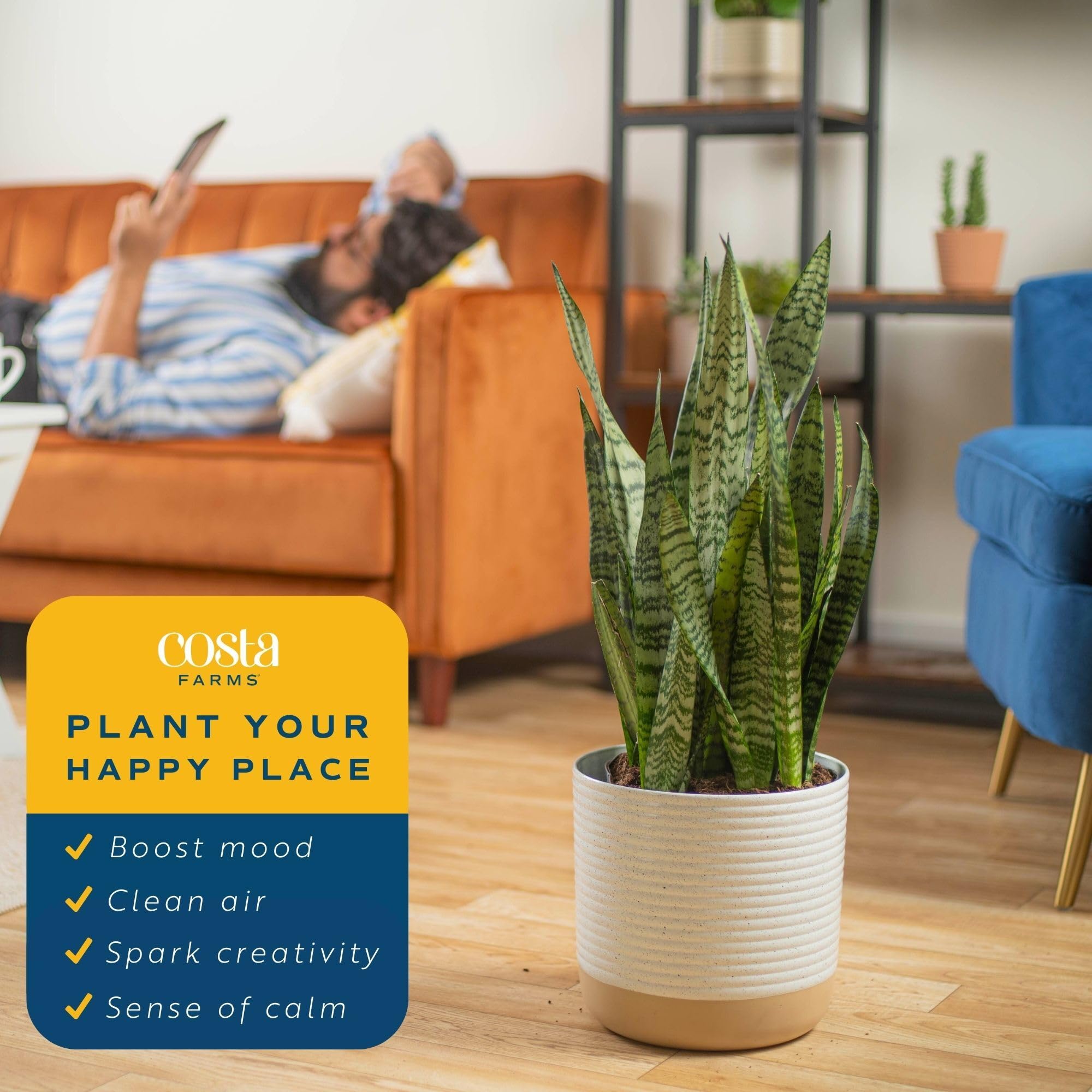 Amazon.com : Costa Farms Snake Plant, Live Plant in Plastic Pot, Easy to  Maintain, Air Purifying Large Indoor Succulent Houseplant, Assorted  Variety, Home, Room, or Office Decor, House Warming Gift, 2-3 Feet