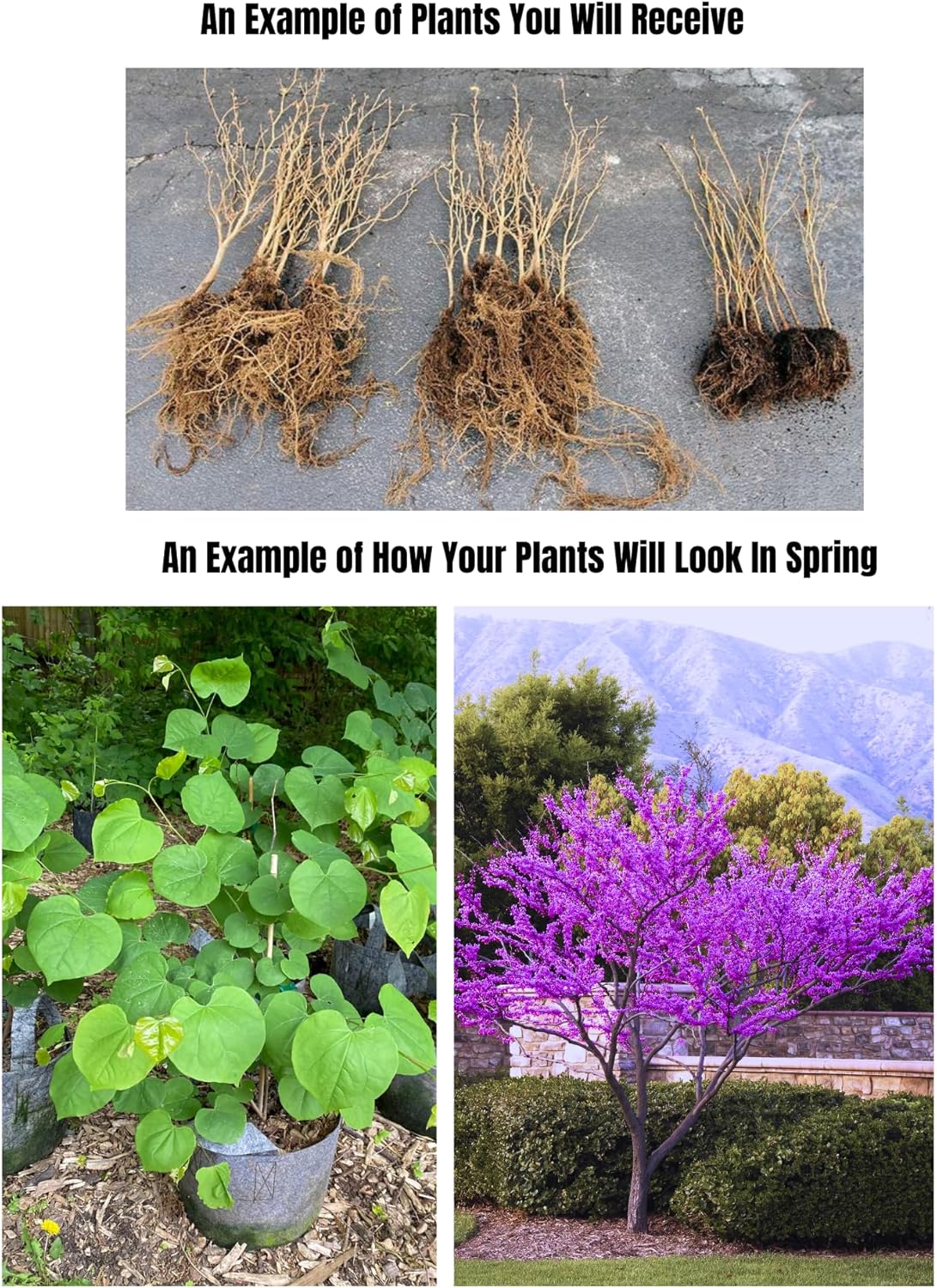 Set of 2 Seedlings Redbud Trees Live Plants, 8-9 Months Old Red Bud Tree Outdoor, Spring Planting, Zones 4 to 9