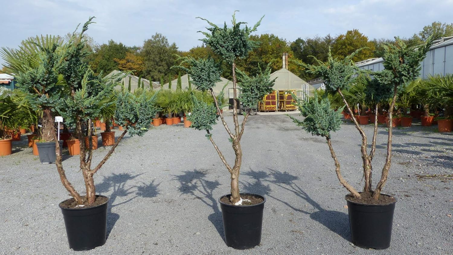 Formgehölz Gartenbonsai 120 cm Juniperus Wacholder Bonsai, 45 Pon Pon