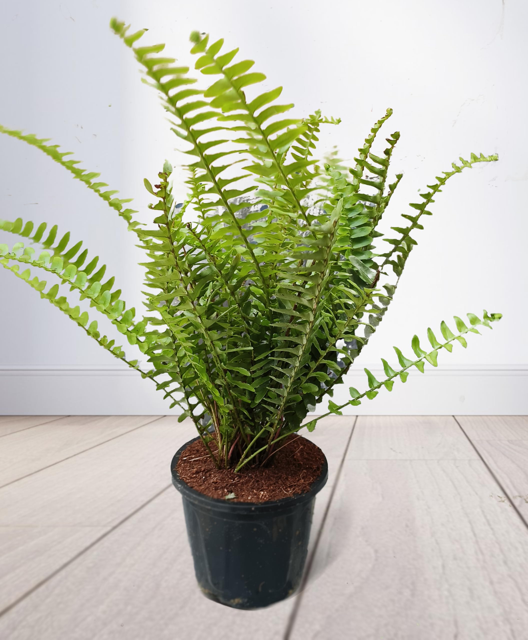 Ripee Mini Green Fern (Nephrolepis Exaltata) Indoor Plant Boston Fern Live Plant for Home Decoration, Pteridophyta Plant for Garden, Natural Air Purifier Plant : With Black Pot-image-40