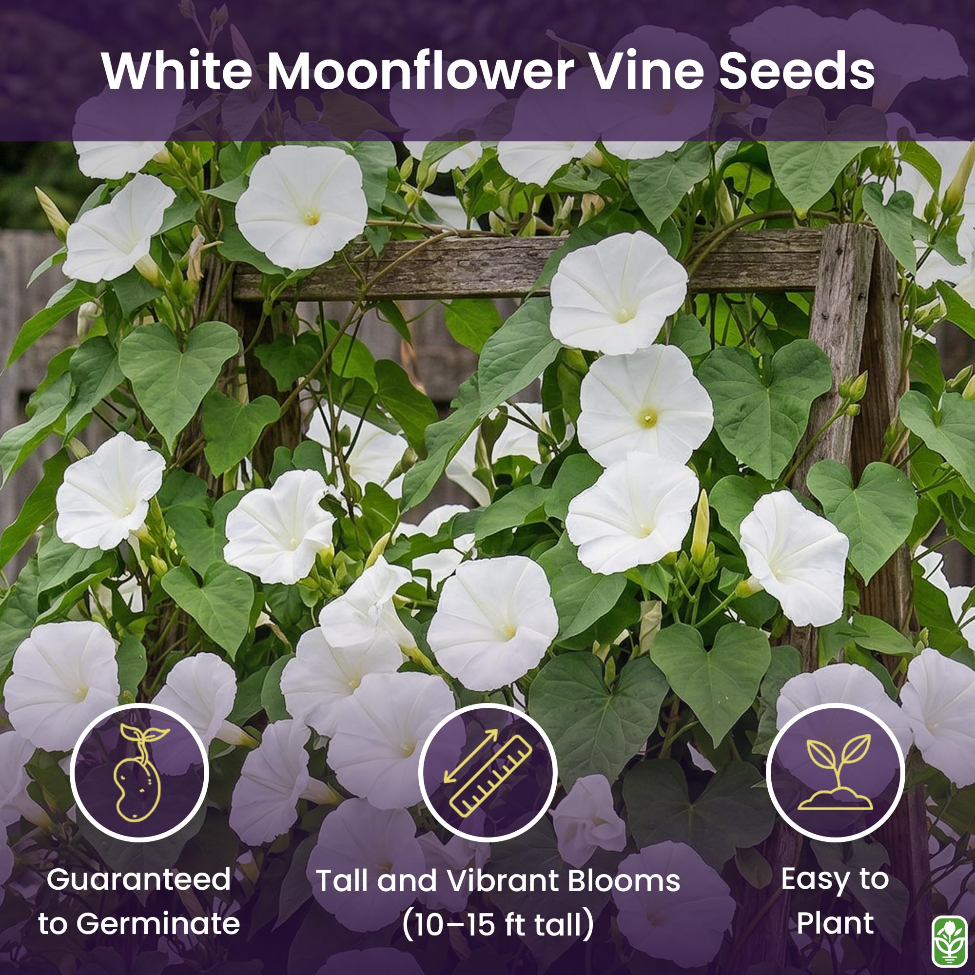 Amazon.com : White Moonflower Vine Seeds - Climbing Vine Up to 15 Feet -  Fragrant : Patio, Lawn & Garden