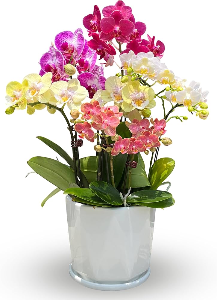 あんこ　ミニ花5点セット 楽天市場】ミニ 盆栽 桜 置物 和紙 さくら 枝垂れ桜 置物 母の日