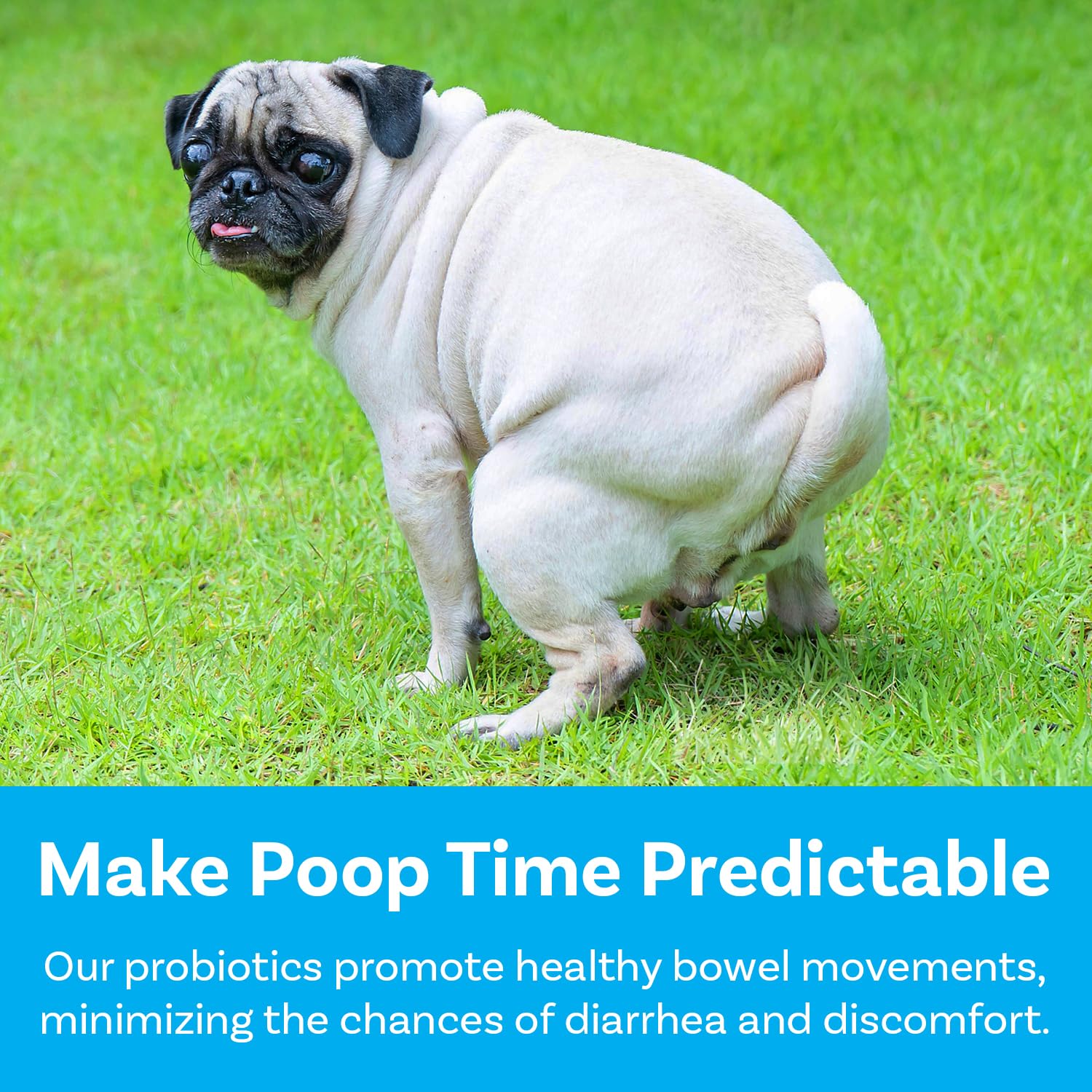 PawSafe&reg; Dog Probiotics Soft Chews for Picky Eaters - USA Made, 120 Count - Digestive & Gut Health, Diarrhea, Gas Relief, Allergy & Itchy Skin Support - Natural with Pumpkin - Honey Chicken Flavor - image 4