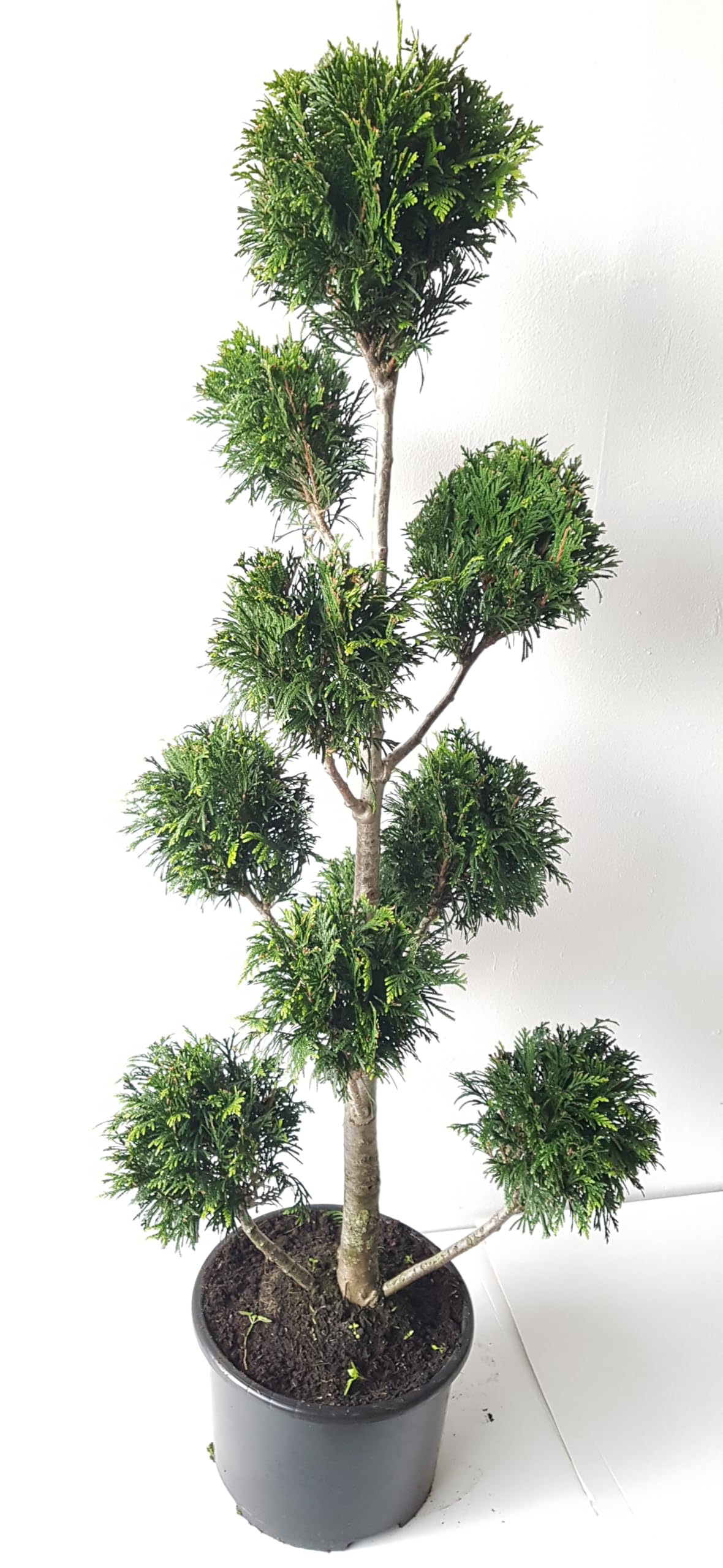 Gartenbonsai immergrün - Thuja 'Martin' - 140–150 cm