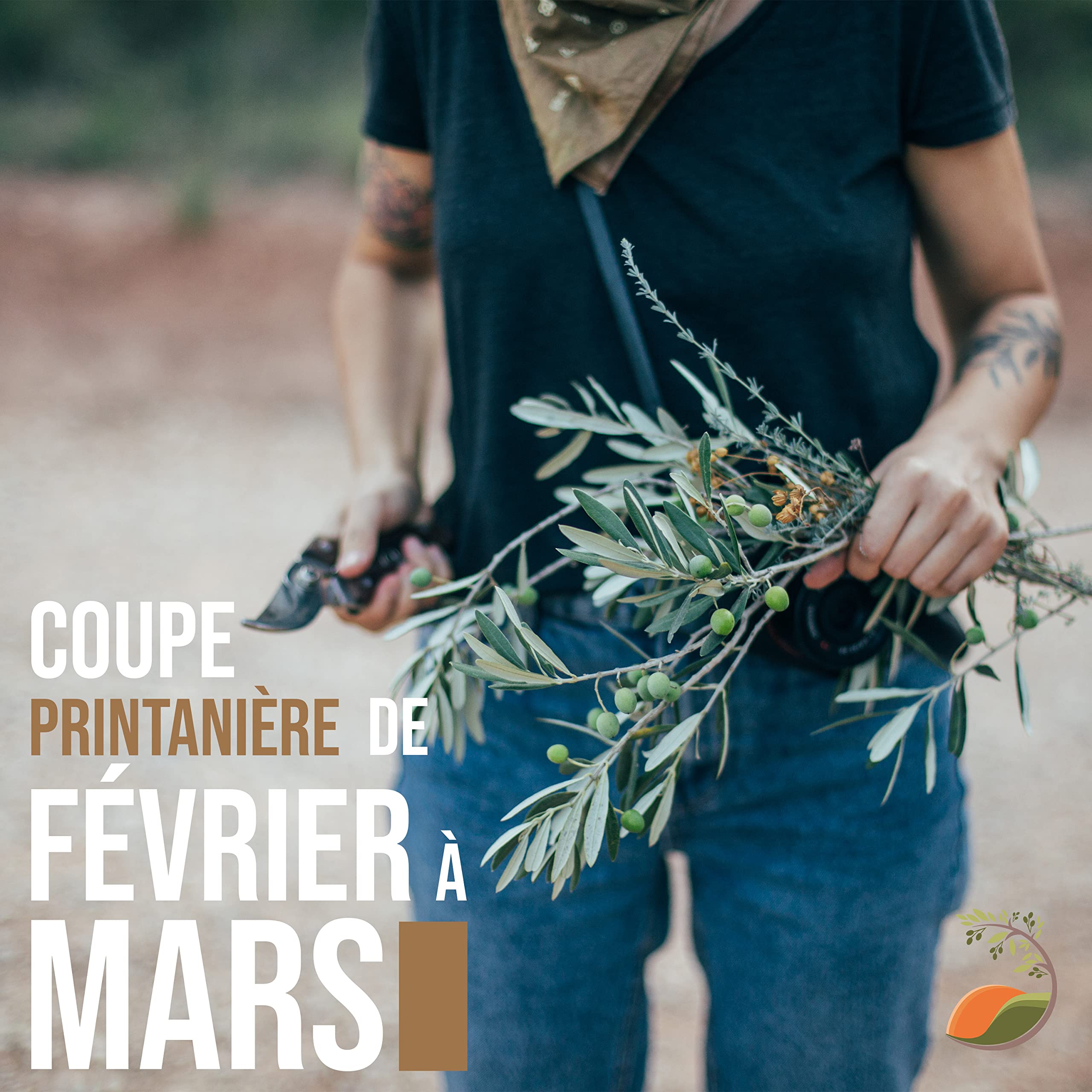 Tropictrees Olivier haute tige buisson Olea Europea au tronc lisse adaptable et à la forme ludique, véritable olivier buisson avec de véritables olives comestibles