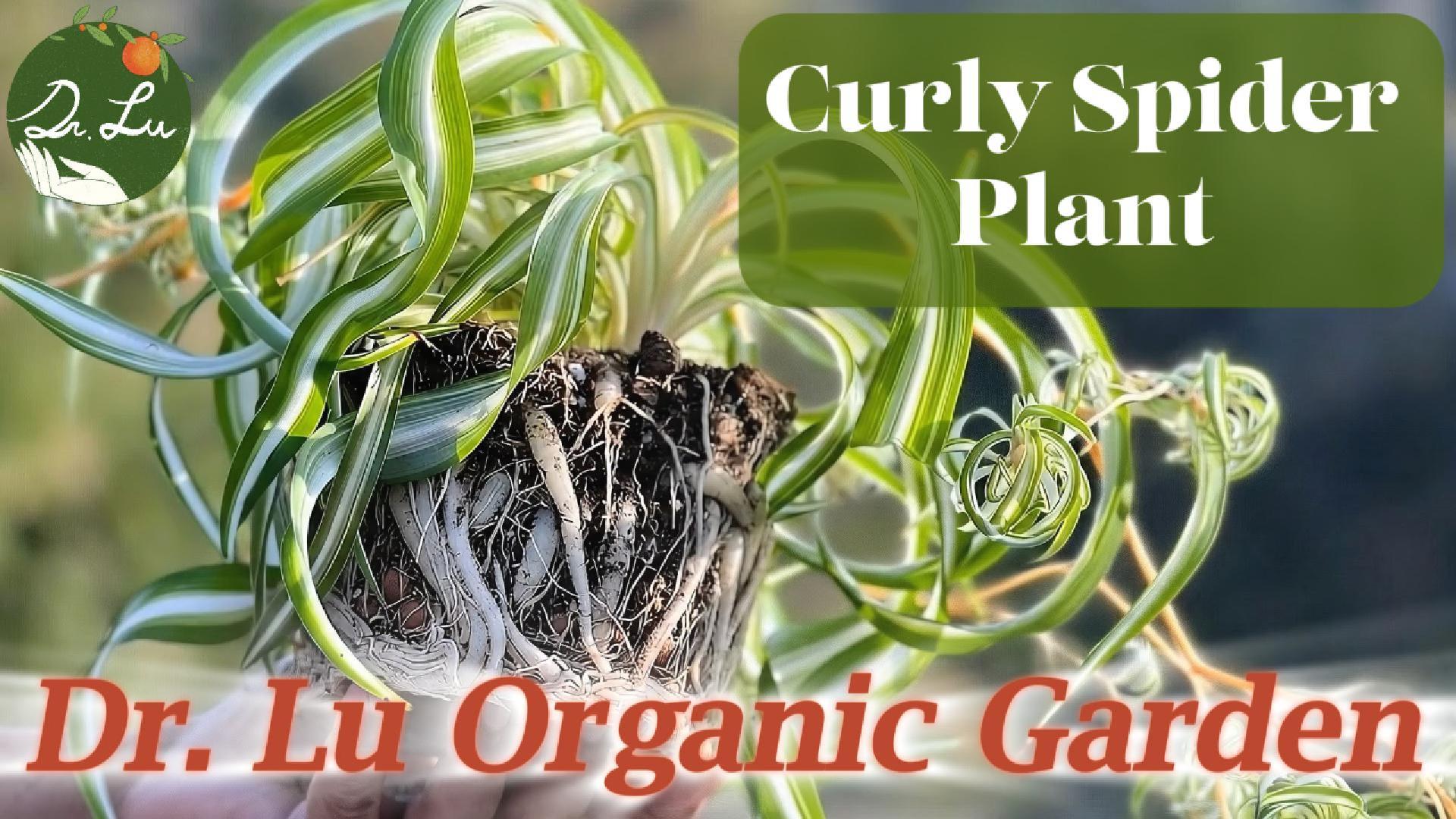 Amazon.com : Dr. Lu's Organic Trailing Jade Plant | Rare Jade