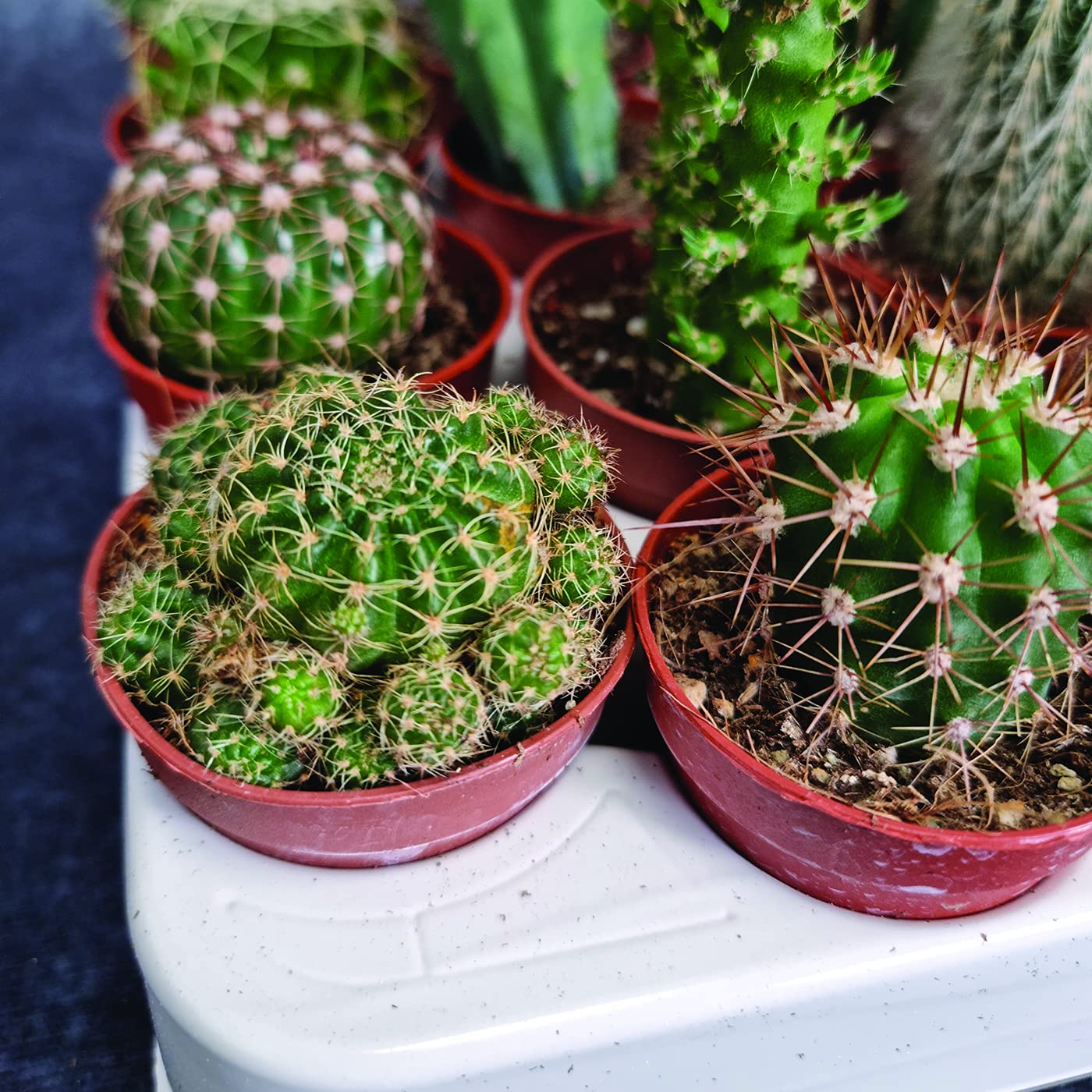 How To Remove Cactus Pups Offsets Planting Up Echinopsis