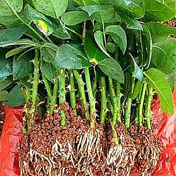 Rose for Planting, Golden Jade Carving, Rose Bulbs, Strong Plants That Grow Well Mix-1bulb-q