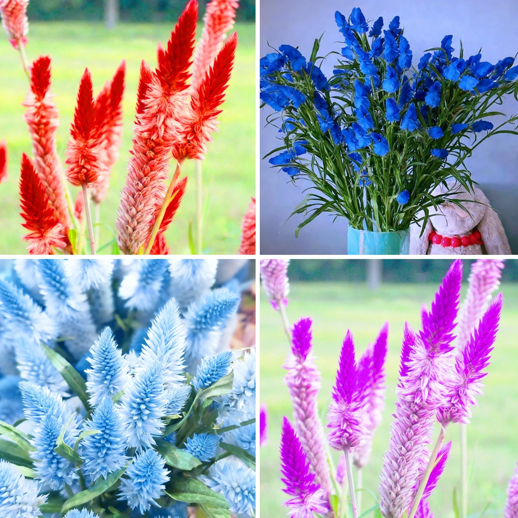Mixed Plumed Cockscomb Seeds for Planting, 1000pcs Feather Cockscomb Perennial Flower Seeds Non-GMO Heirloom Rare Plants, Celosia Plumosa Plants Beauty Home Garden for Outdoors