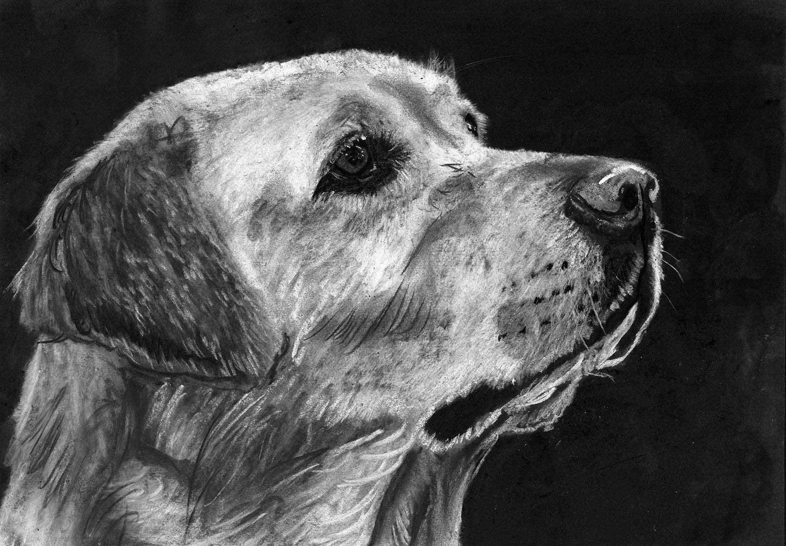Labrador Retriever Wall Art Gift, A4 Charcoal Drawing Wall Art Print, Lab wall art, Black and White, Yellow Labrador Art hand-signed by Oscar Jetson A4