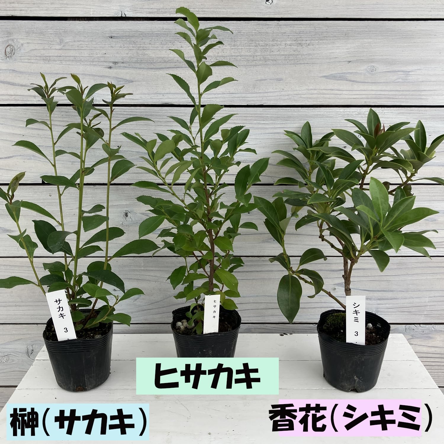 Amazon | サカキ 苗木 3.5号 1株 ホンサカキ 本榊 真榊 榊 さかき