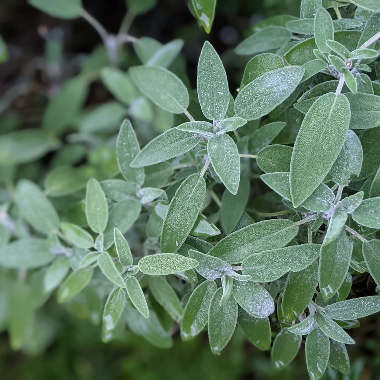 Carbeth Plants Sage Plant in 14cm Pot - Broad Leafed
