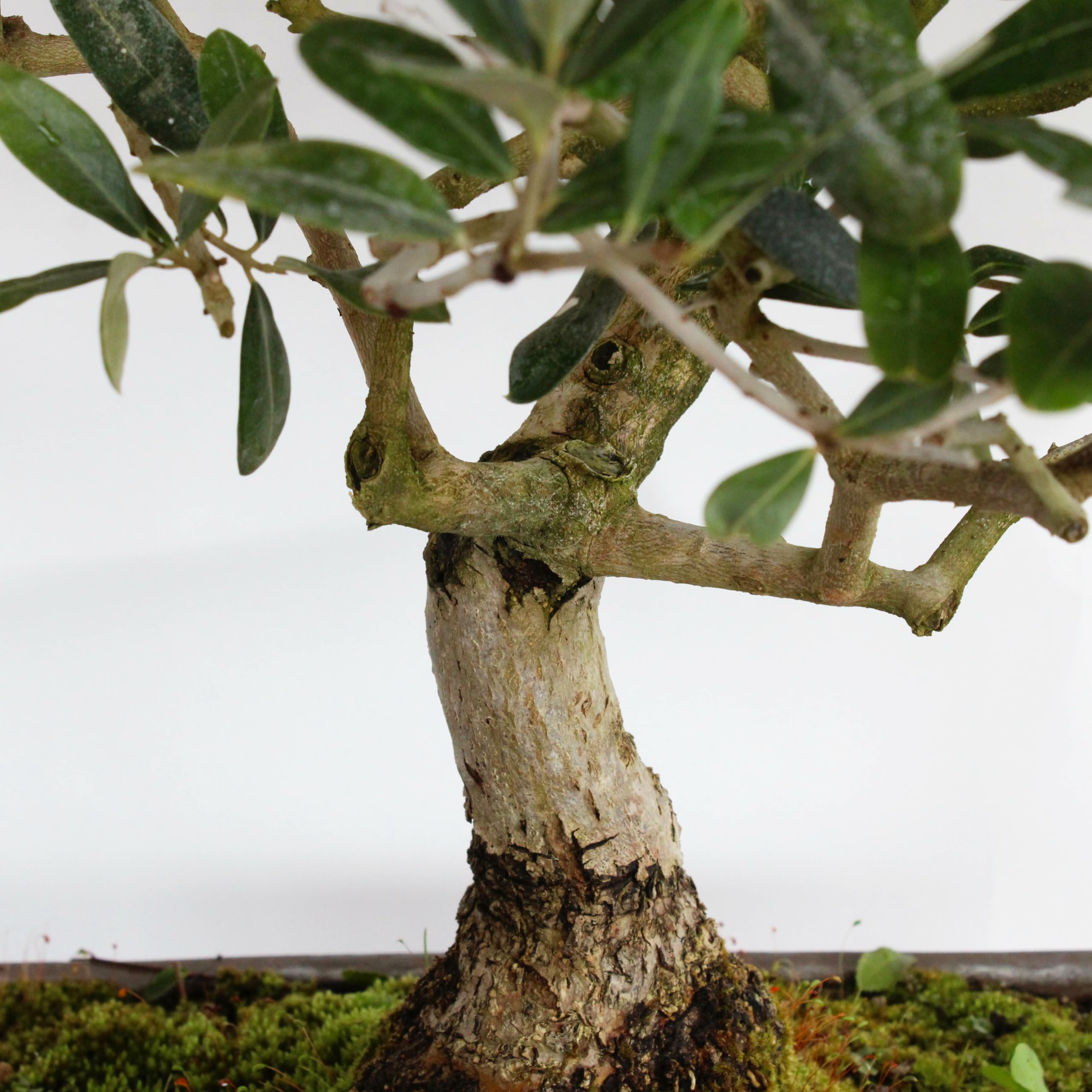 Bonsaï Grove 3 Oliviers - Plantes d'Extérieur Véritables - Pot