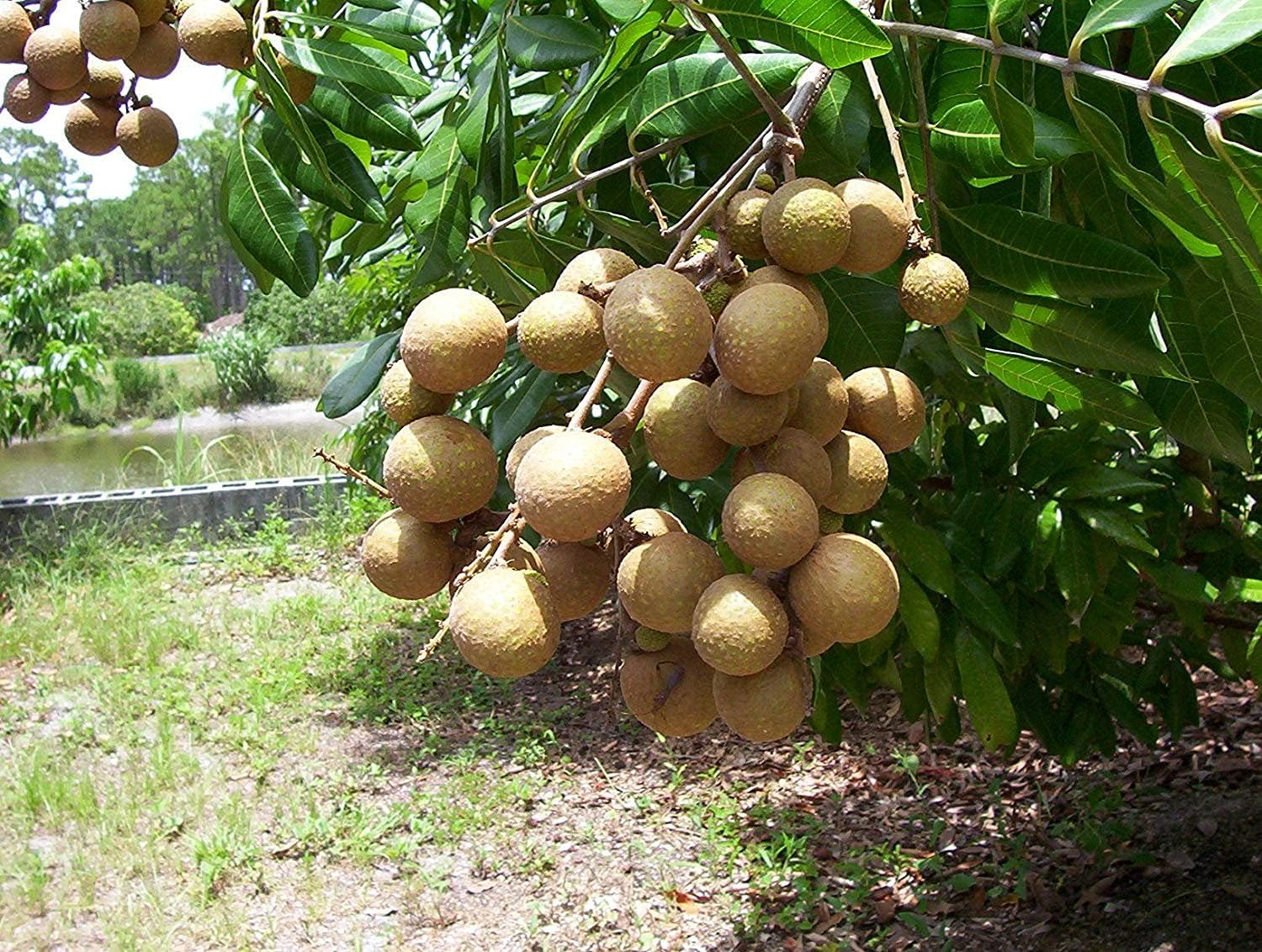 See full amazon price history chart for Longan fruit plant grafted (pack of 2) Longan fruit plant grafted (pack of 2) (B0CVDRXHFW) Amazon Price History, Amazon Price Tracker