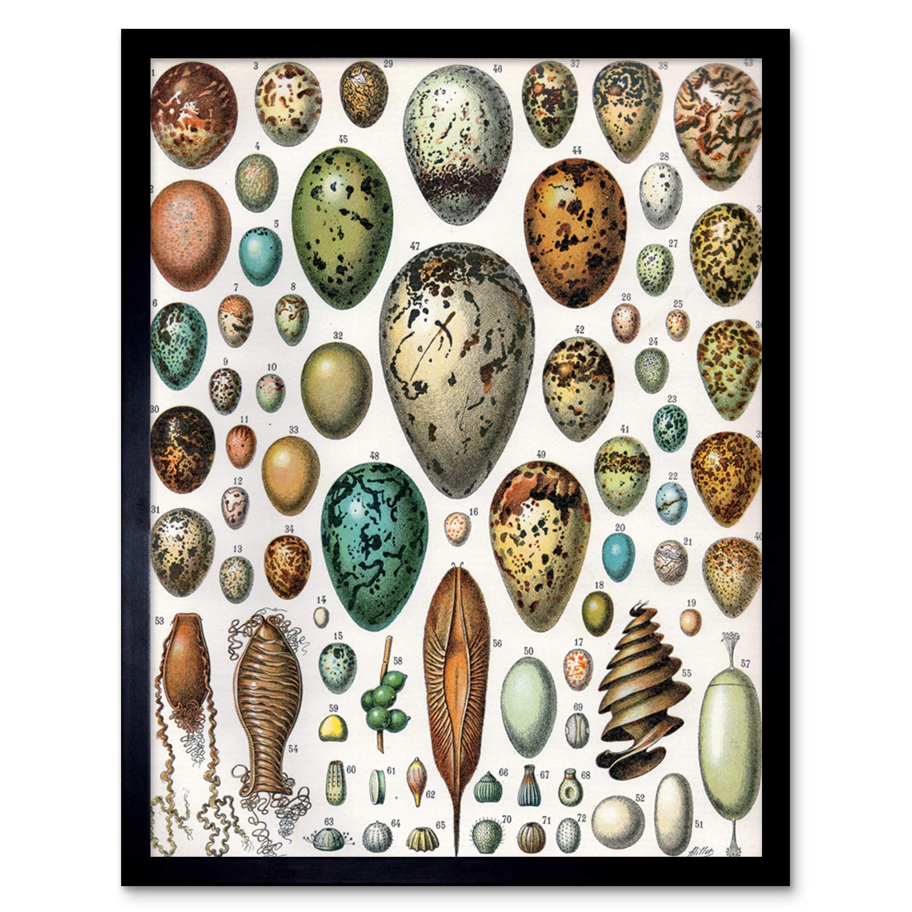 Artery8 Millot Encyclopedia Page Molluscs Shells Art Print Framed Poster Wall Decor 12x16 inch — view 79