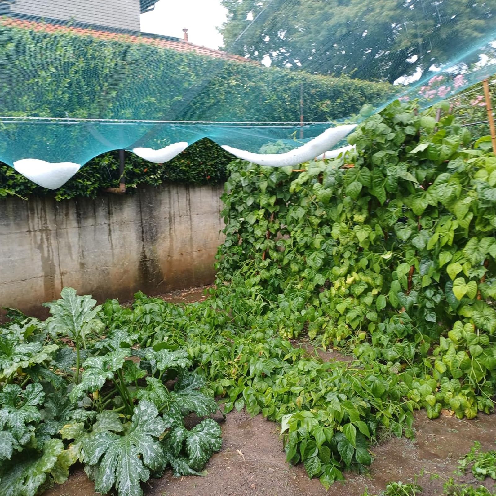 Rete Antigrandine, Rete Protettive Anti Insetti Piccioni e Uccelli per Orto Giardino, Bacche Arbusti Piante Altro Ancora, Resiste A Deformazioni Strappi, Riutilizzabile(1x20m)