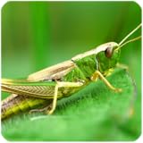 heuschreckenplage iran hochwertige Sounds Heuschrecke klingt